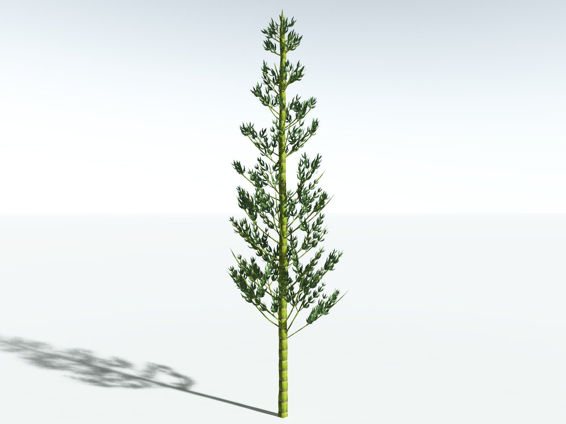 EVERYPlant Calamites Carinatus LowPoly Low-poly 3D model_8