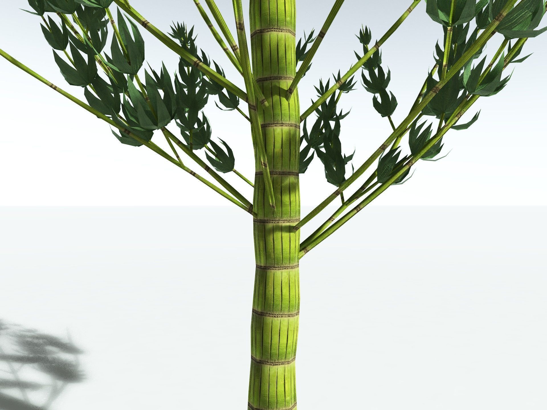 EVERYPlant Calamites Carinatus LowPoly Low-poly 3D model_21