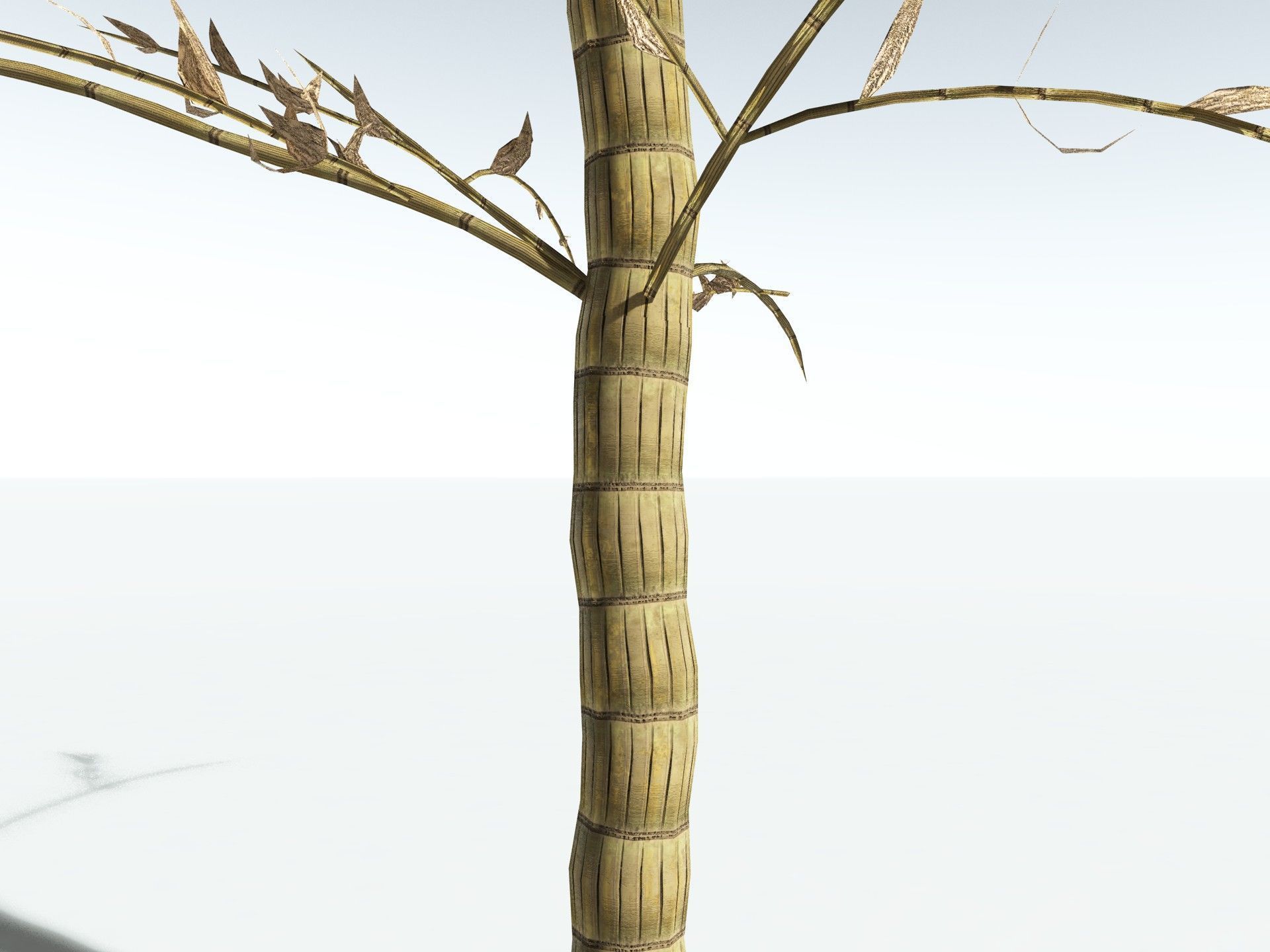 EVERYPlant Calamites Carinatus LowPoly Low-poly 3D model_19