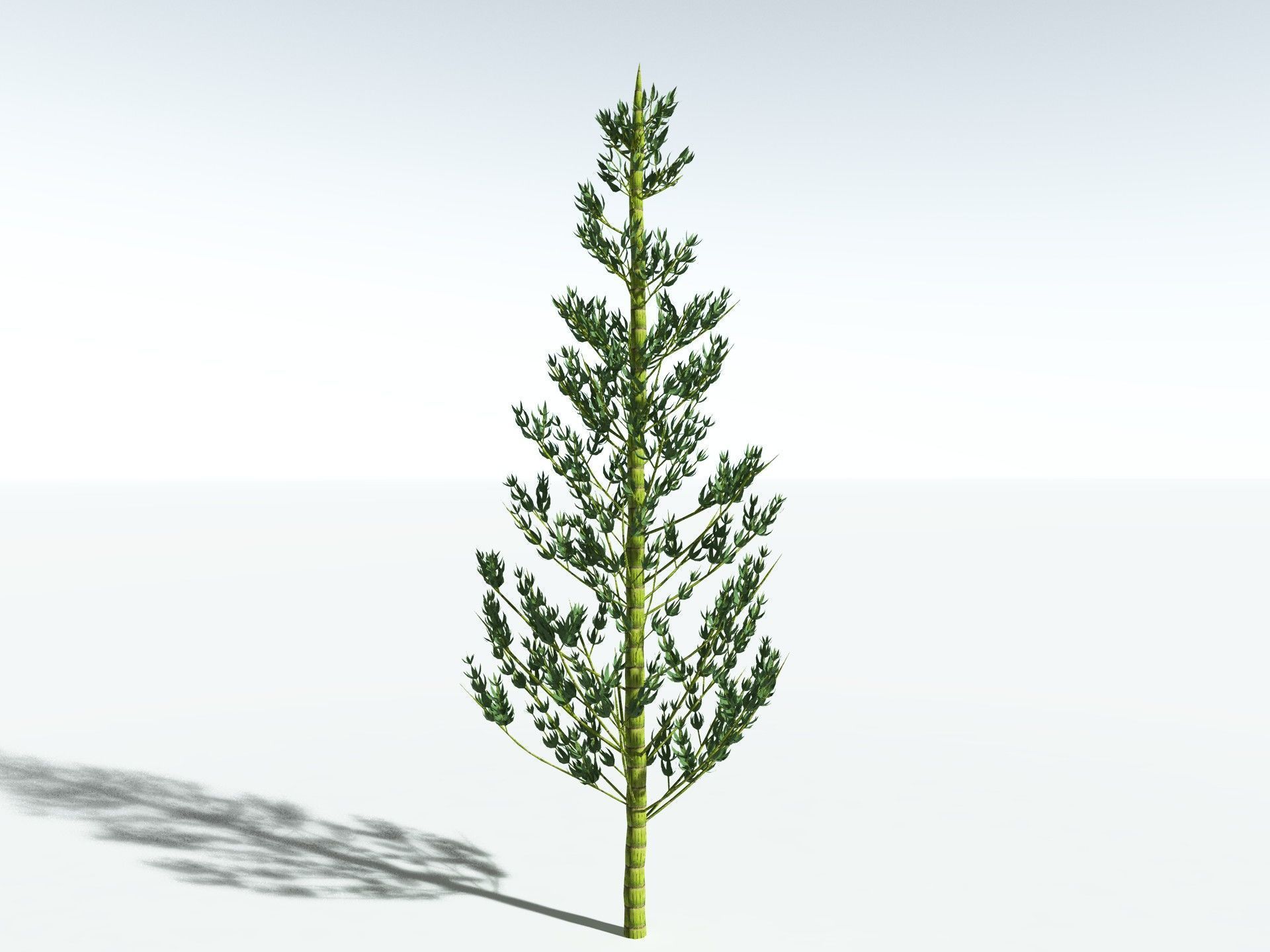 EVERYPlant Calamites Carinatus LowPoly Low-poly 3D model_20