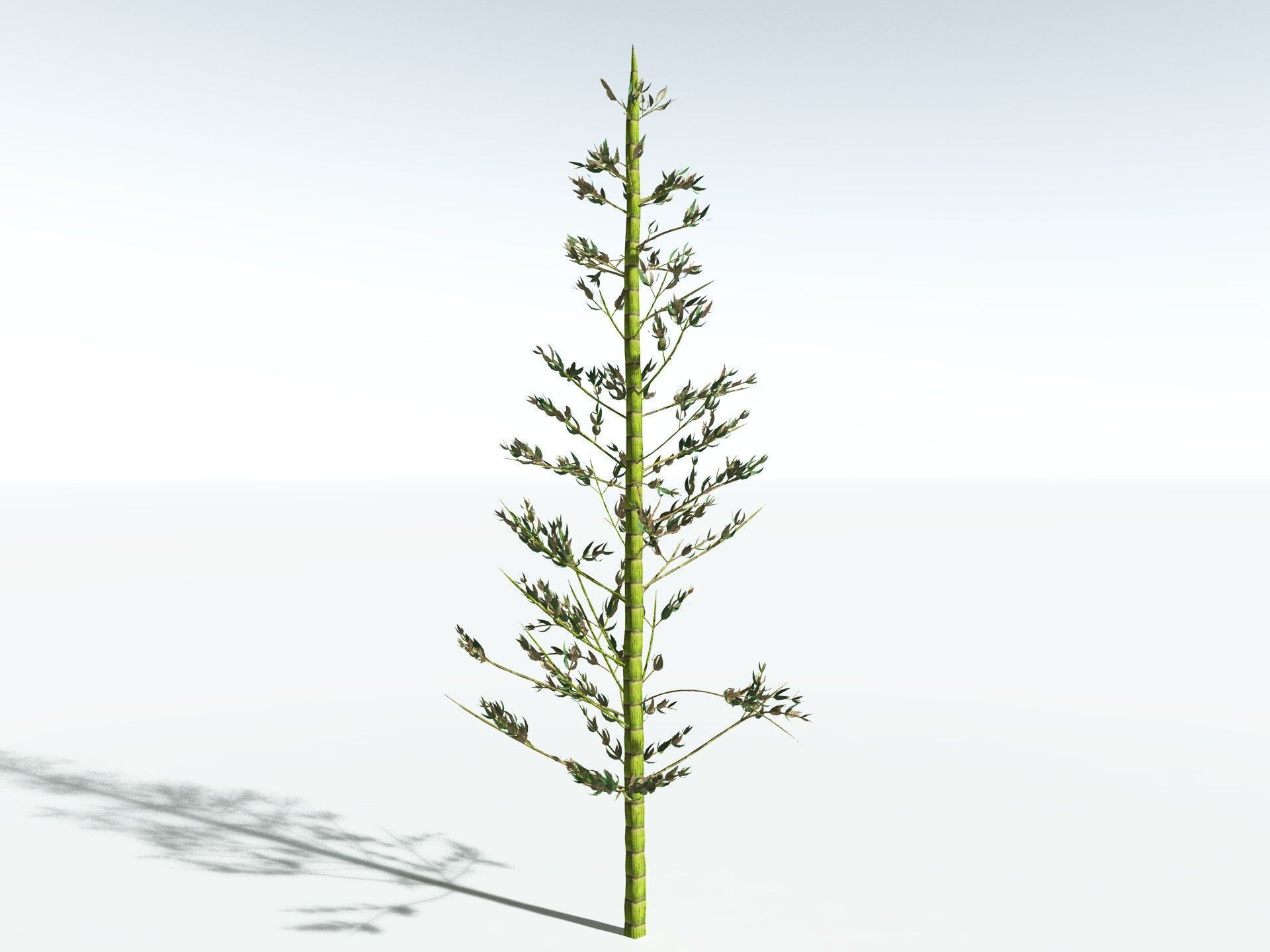EVERYPlant Calamites Carinatus LowPoly Low-poly 3D model_14