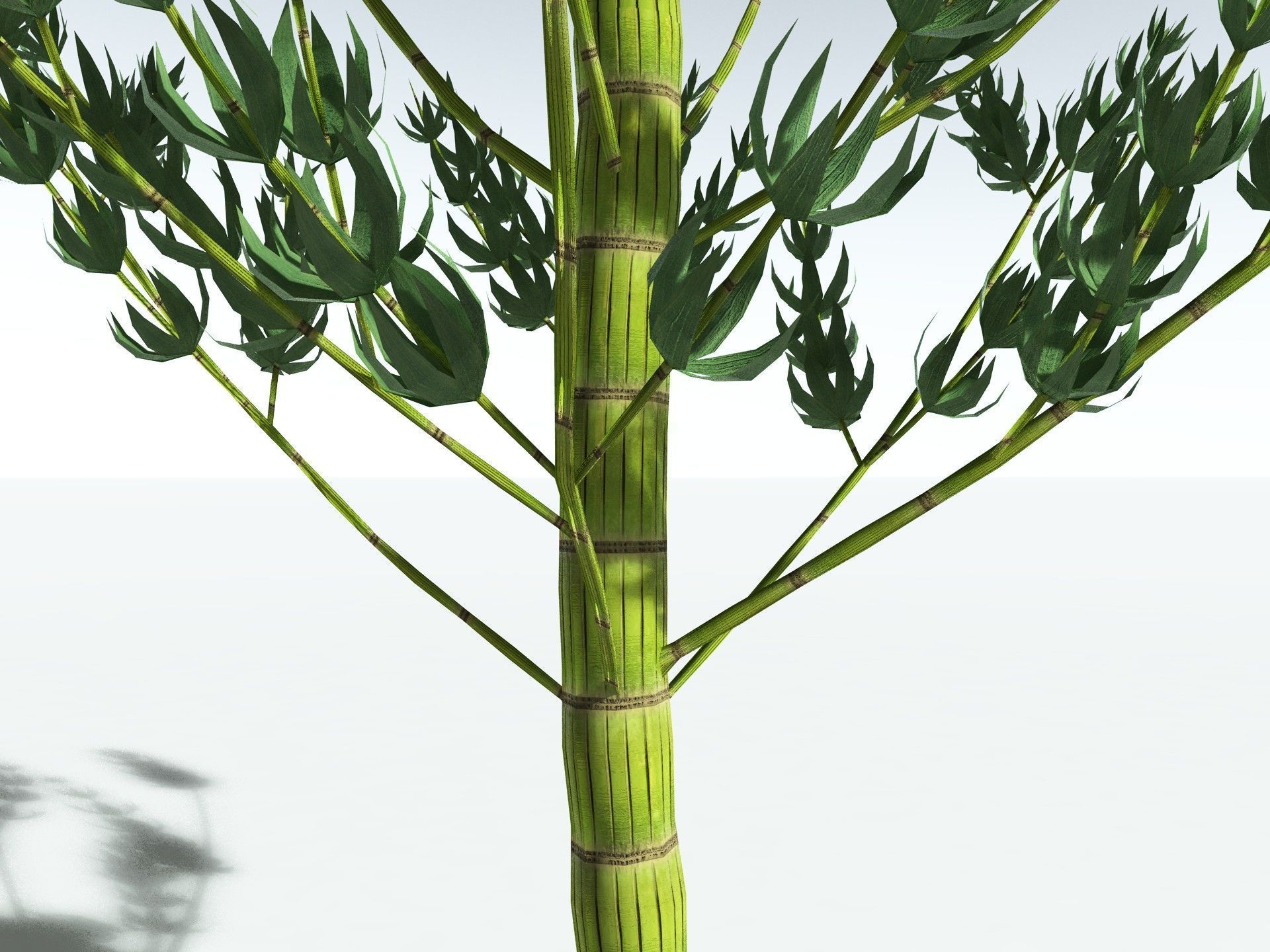 EVERYPlant Calamites Carinatus LowPoly Low-poly 3D model_3