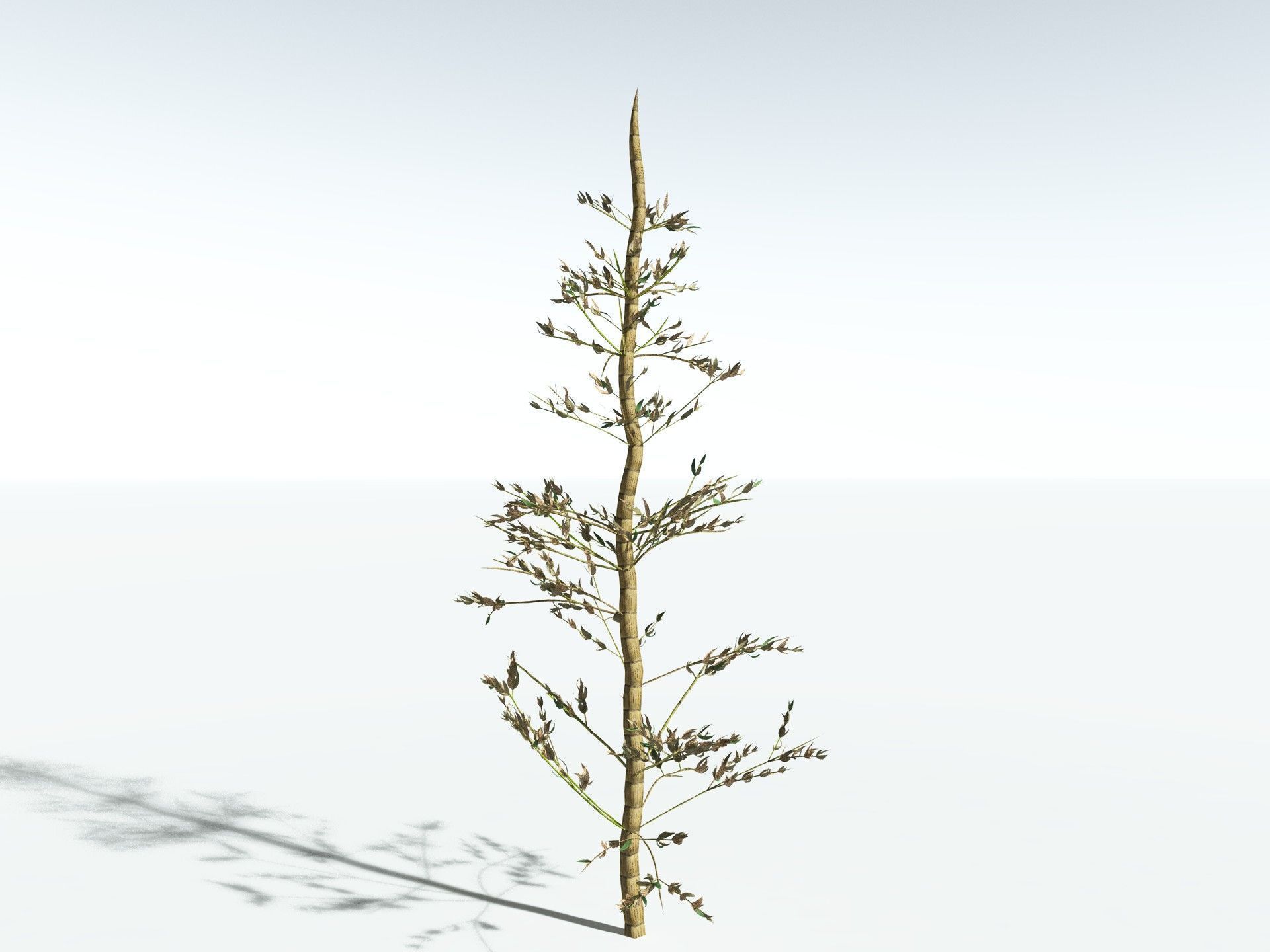 EVERYPlant Calamites Carinatus LowPoly Low-poly 3D model_16