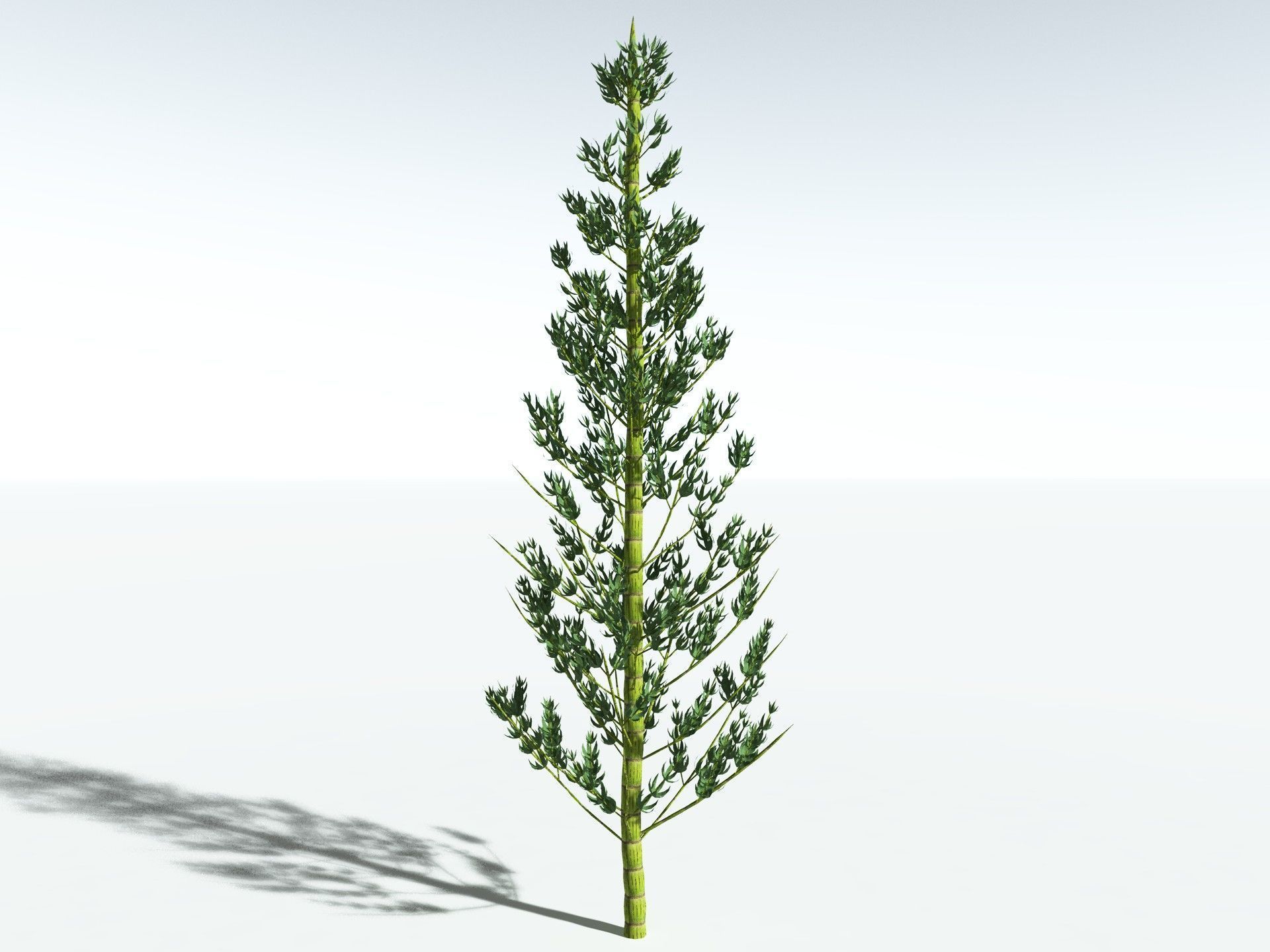 EVERYPlant Calamites Carinatus LowPoly Low-poly 3D model_2