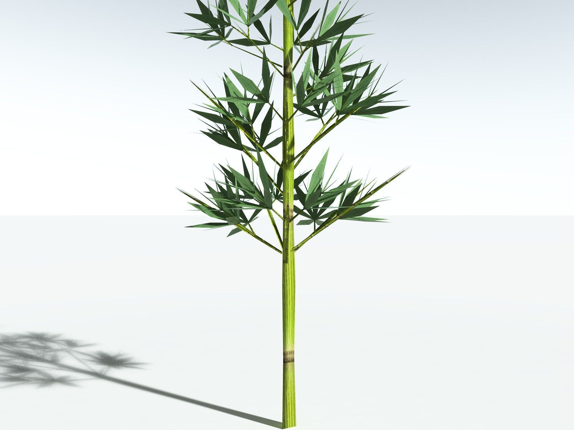 EVERYPlant Calamites Carinatus LowPoly Low-poly 3D model_27