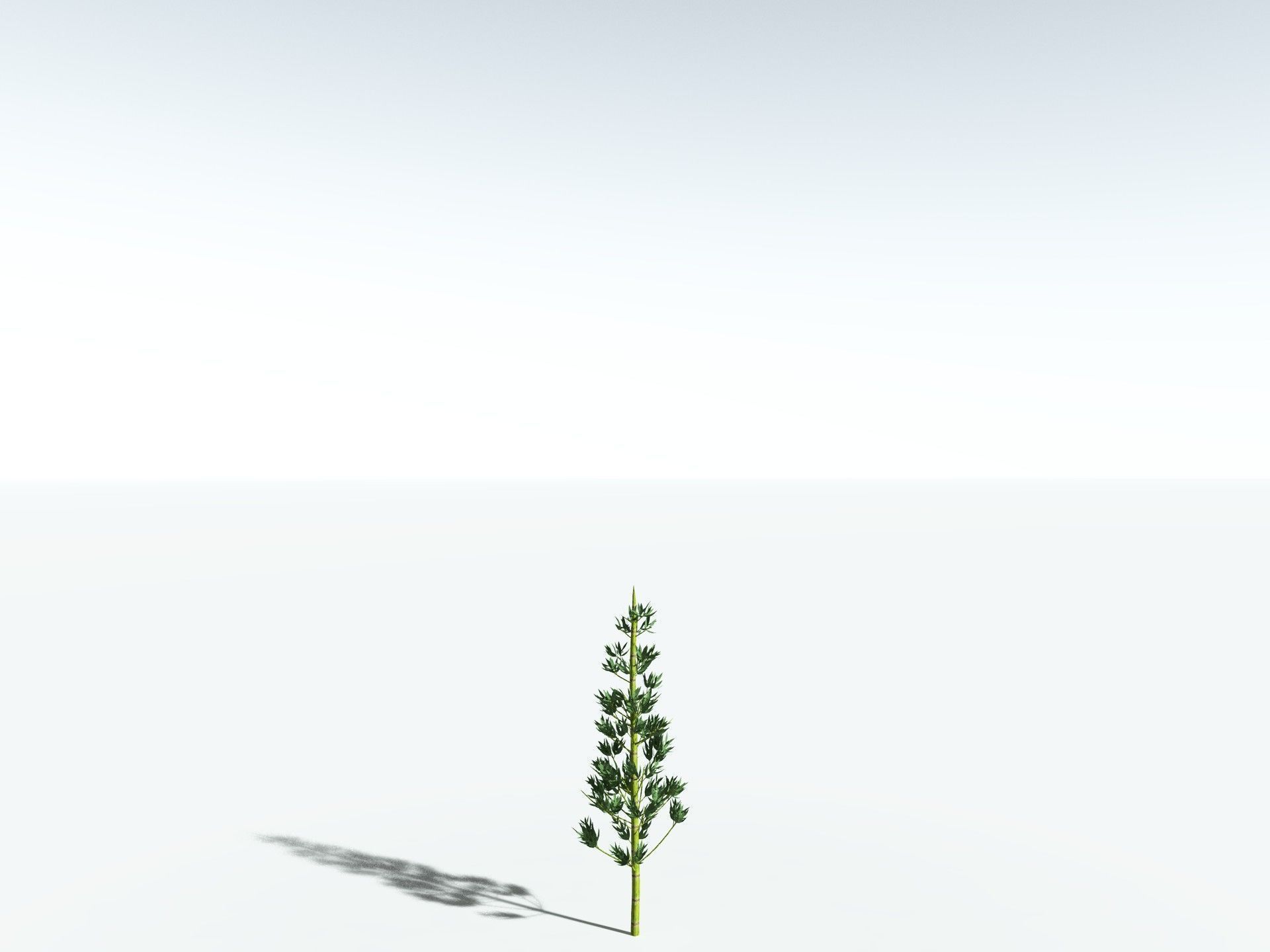 EVERYPlant Calamites Carinatus LowPoly Low-poly 3D model_24