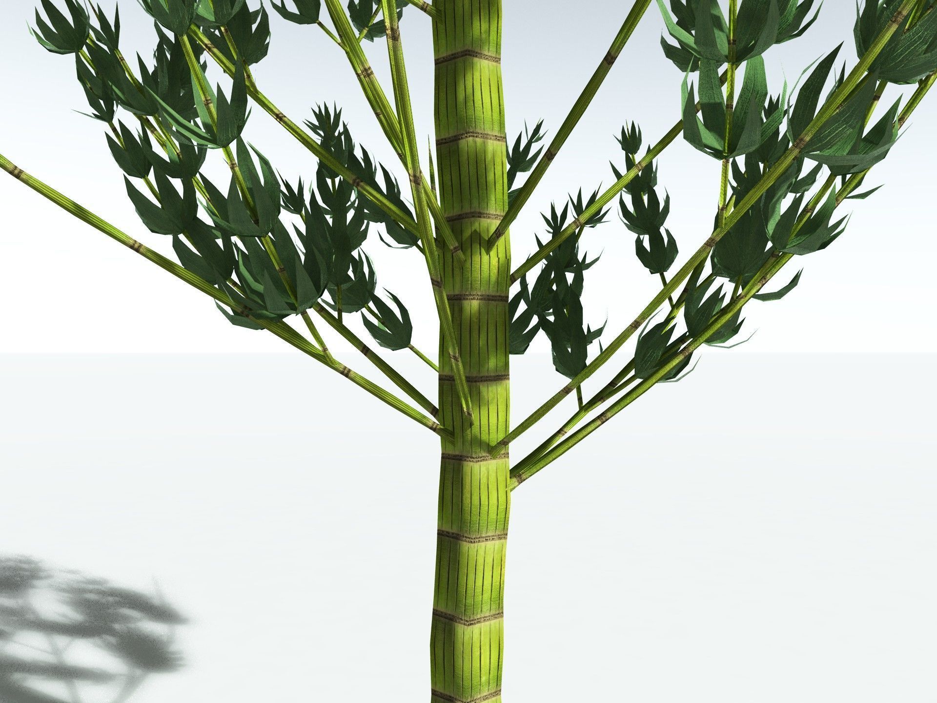 EVERYPlant Calamites Carinatus LowPoly Low-poly 3D model_1