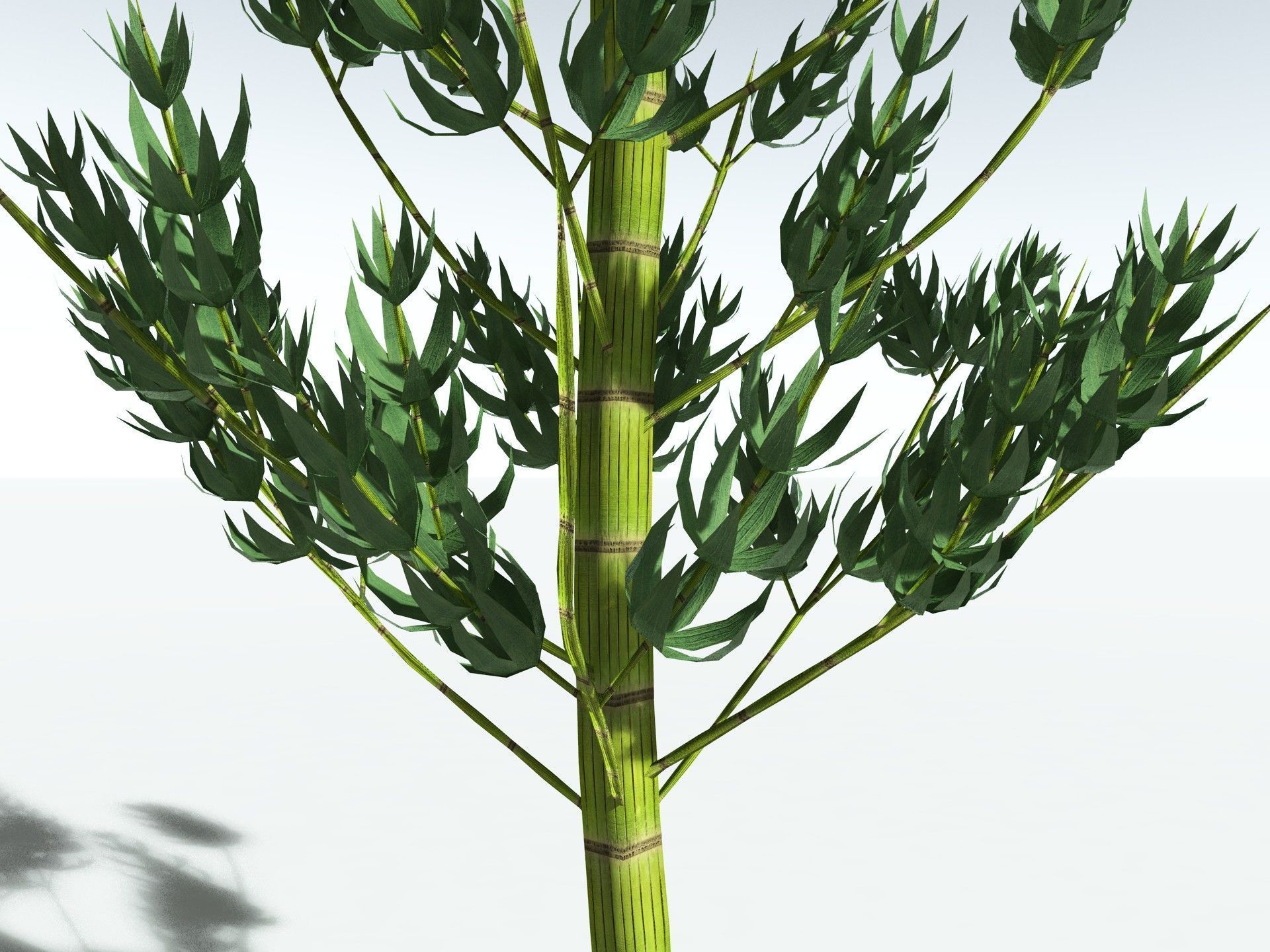 EVERYPlant Calamites Carinatus LowPoly Low-poly 3D model_23