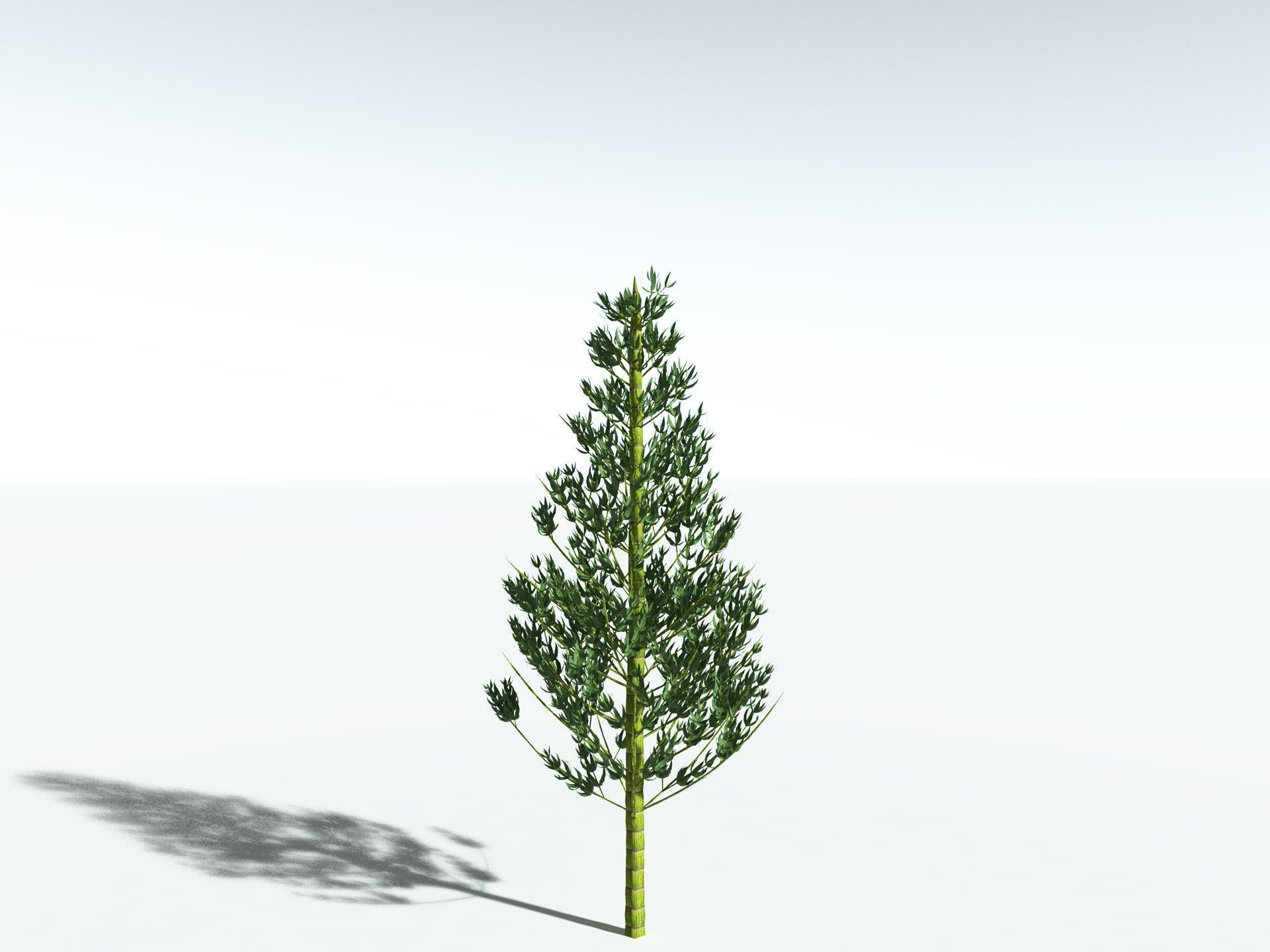 EVERYPlant Calamites Carinatus LowPoly Low-poly 3D model_6