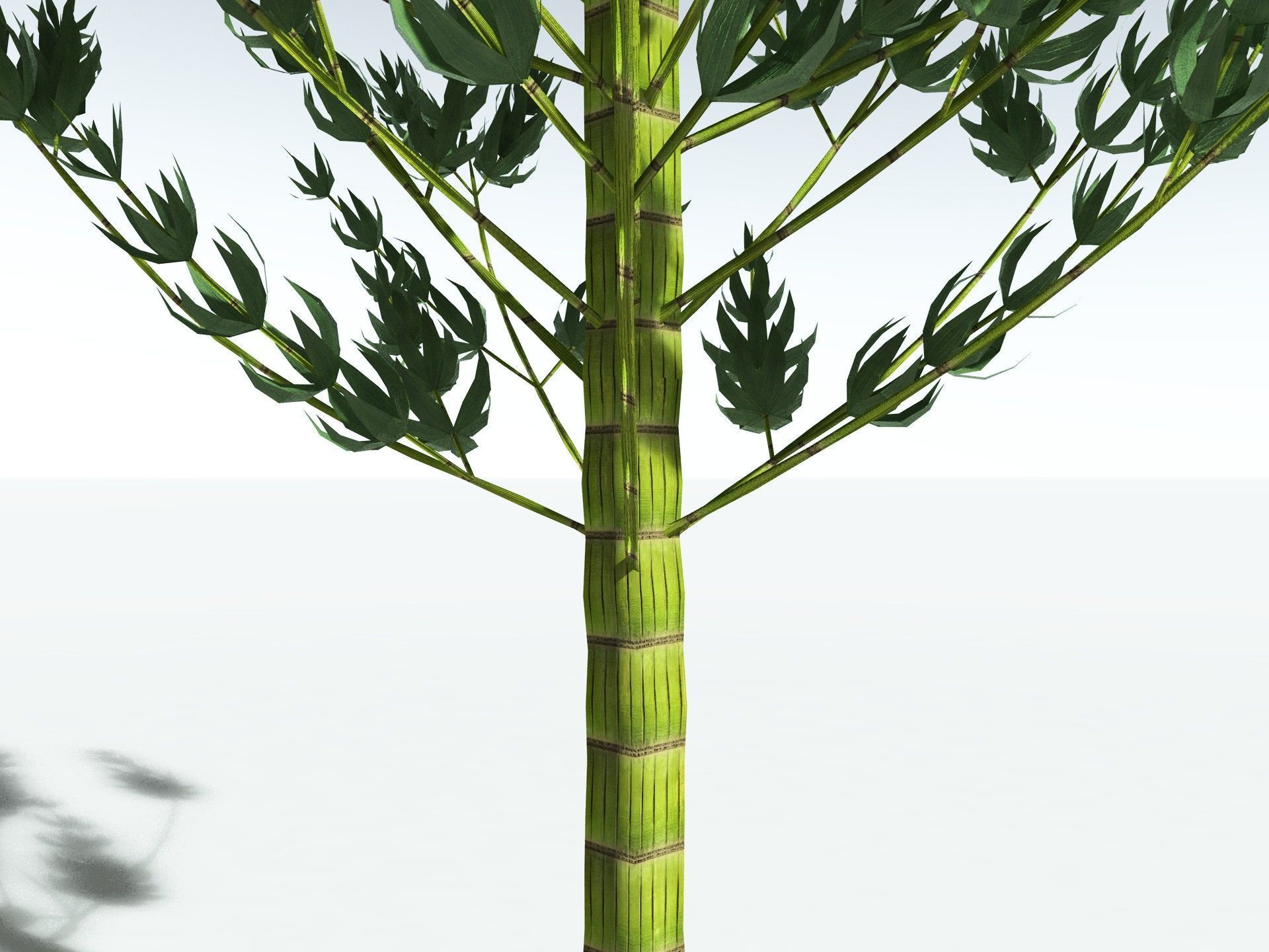 EVERYPlant Calamites Carinatus LowPoly Low-poly 3D model_7