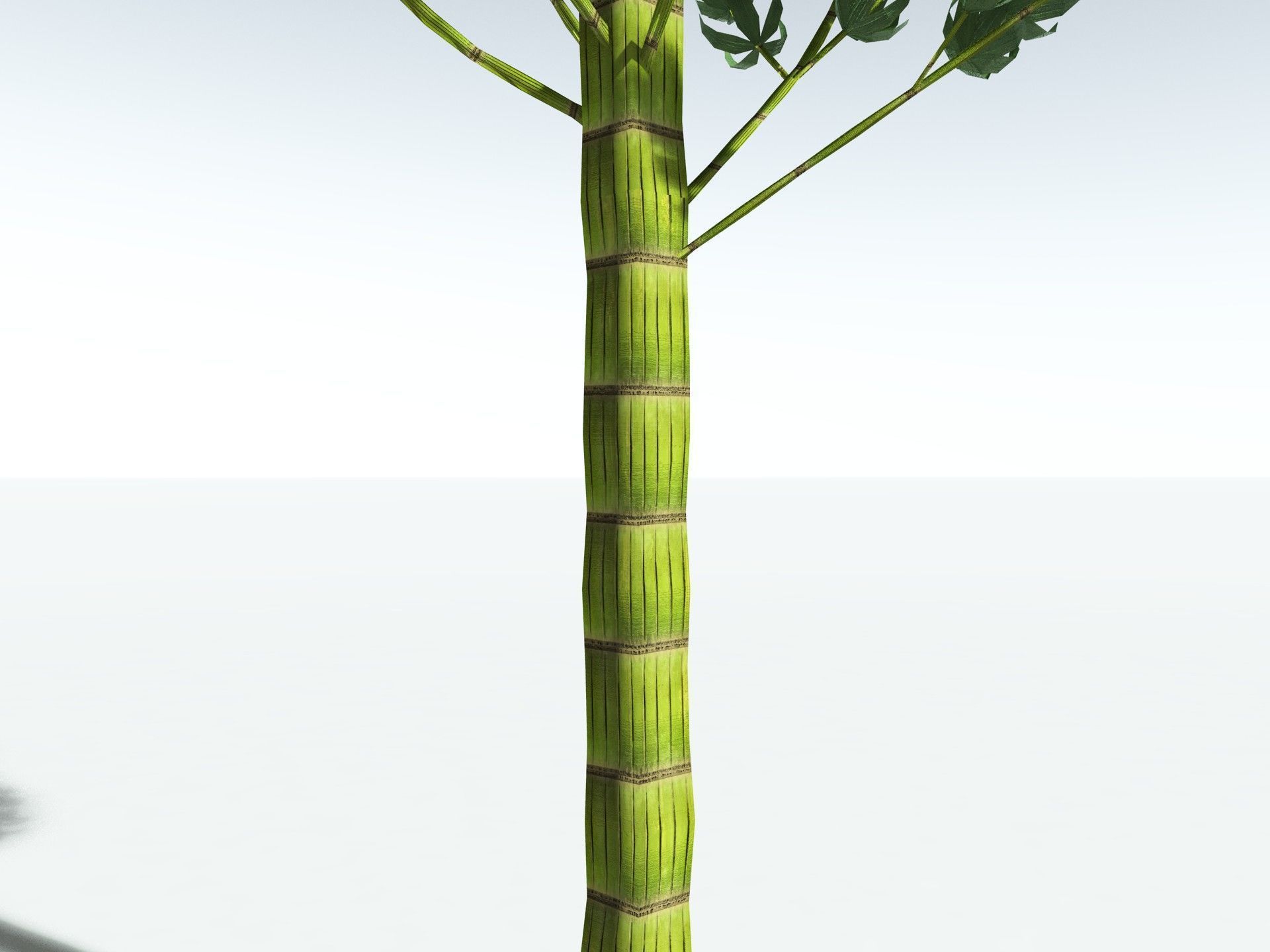 EVERYPlant Calamites Carinatus LowPoly Low-poly 3D model_9