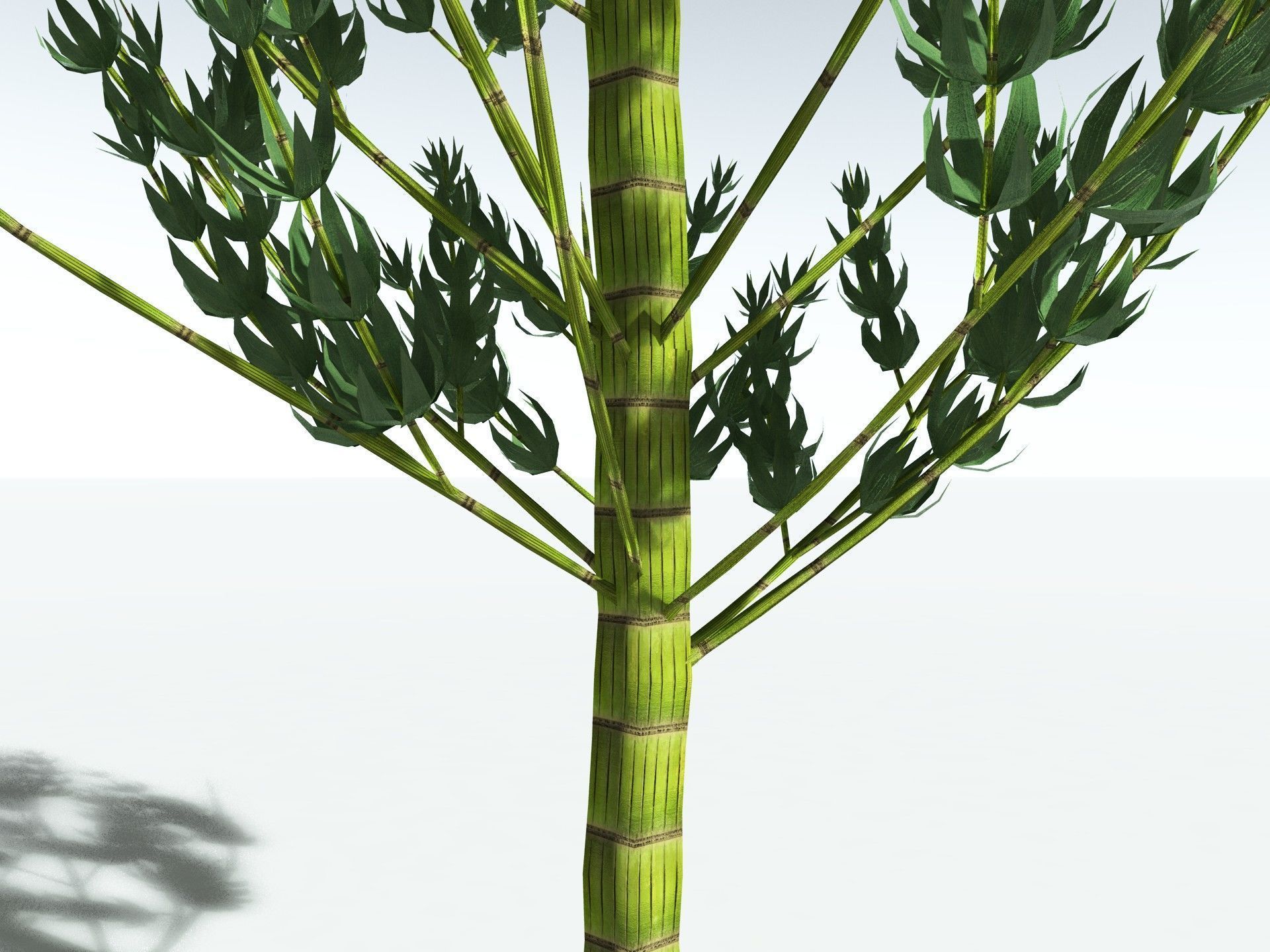 EVERYPlant Calamites Carinatus LowPoly Low-poly 3D model_11