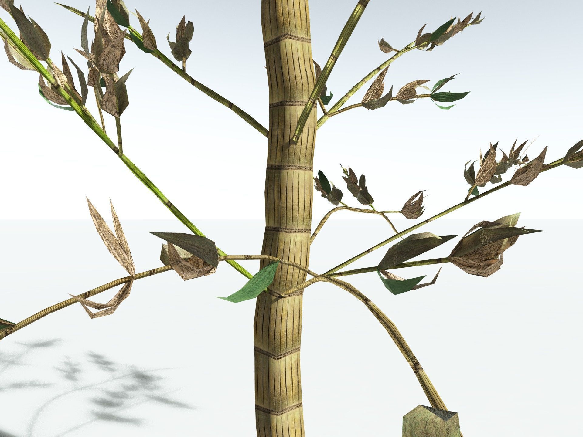 EVERYPlant Calamites Carinatus LowPoly Low-poly 3D model_17