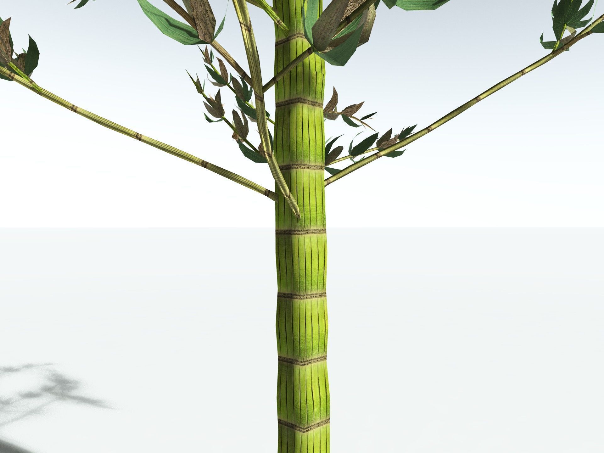 EVERYPlant Calamites Carinatus LowPoly Low-poly 3D model_15