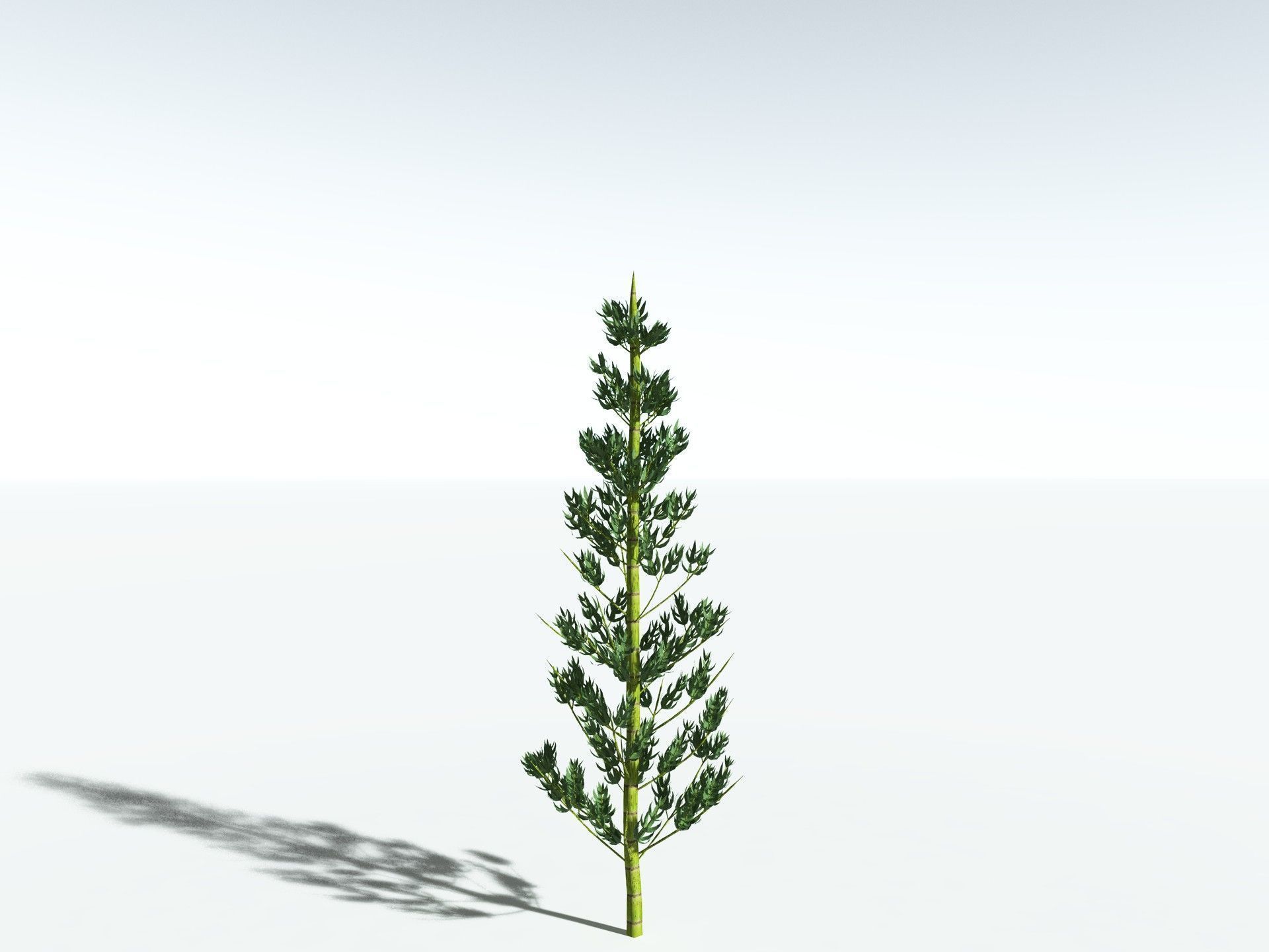 EVERYPlant Calamites Carinatus LowPoly Low-poly 3D model_22