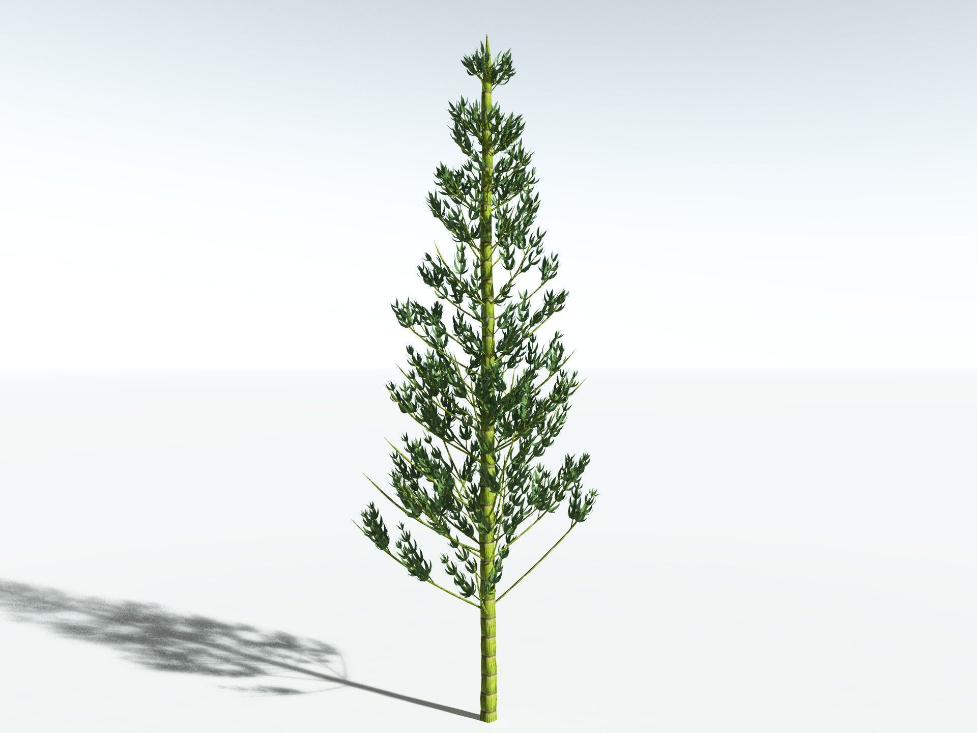 EVERYPlant Calamites Carinatus LowPoly Low-poly 3D model_4