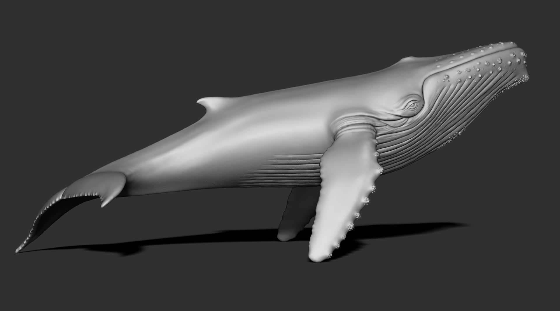 Whale 3dprint 3D print model_2