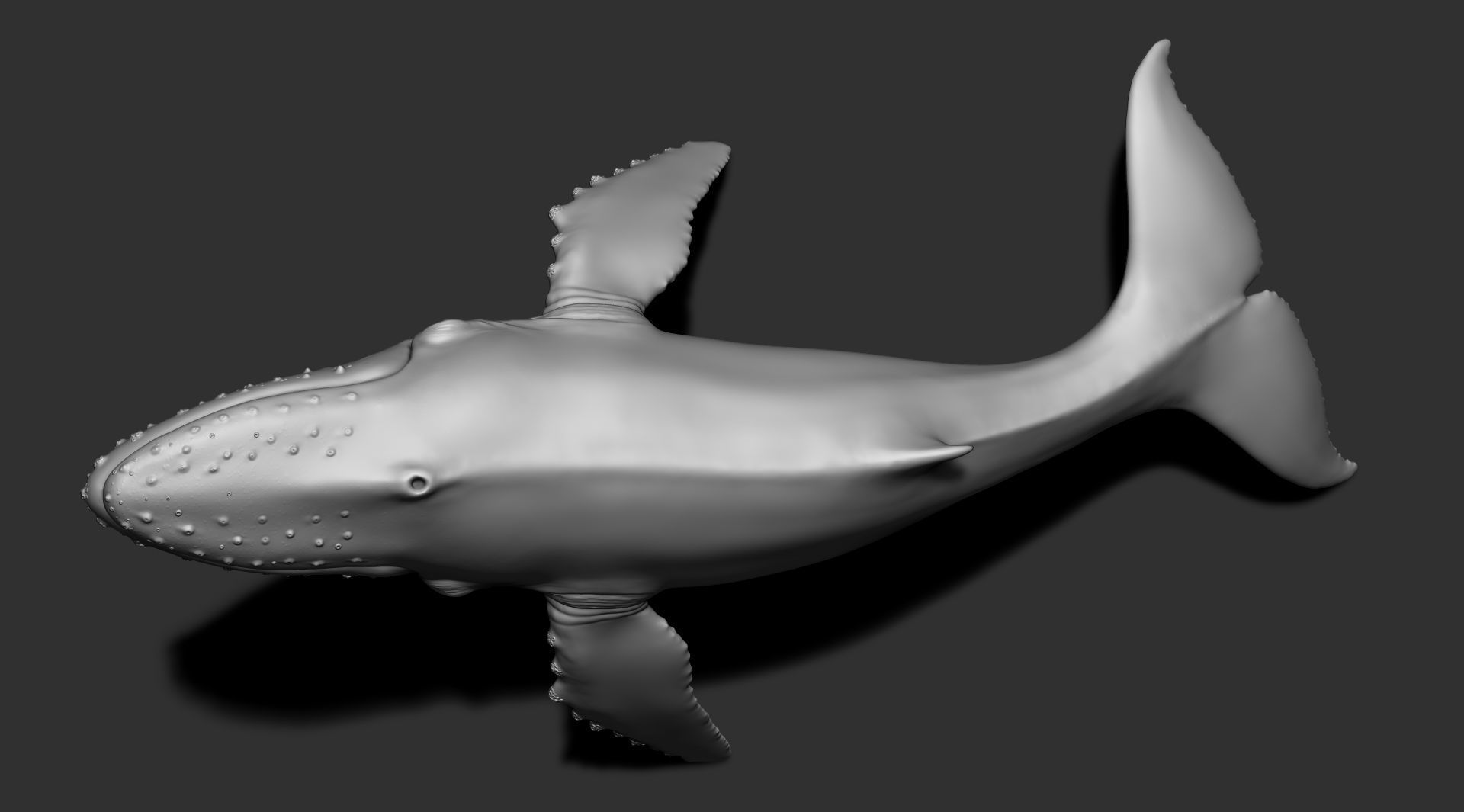 Whale 3dprint 3D print model_4