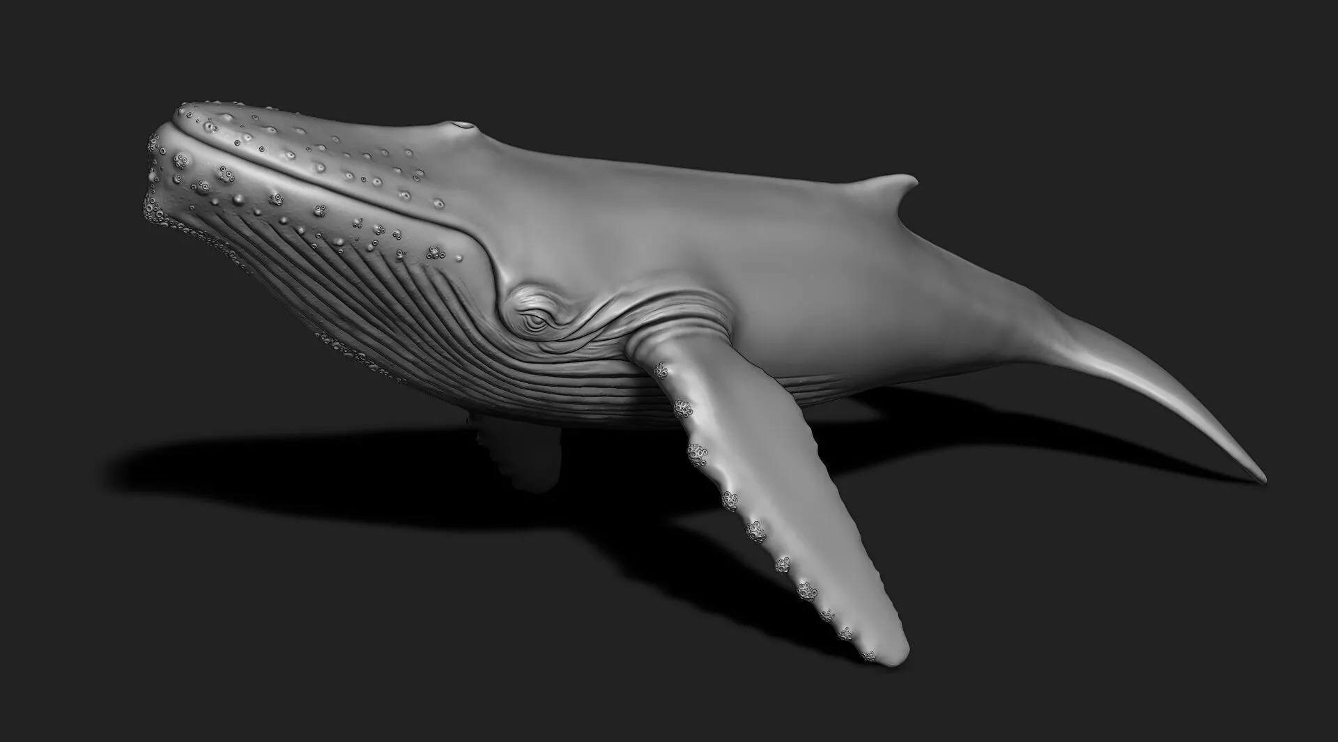Whale 3dprint 3D print model