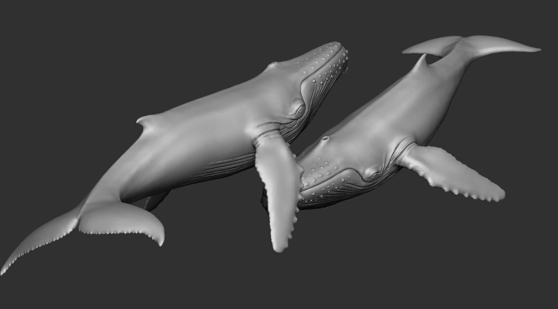 Whale 3dprint 3D print model_8
