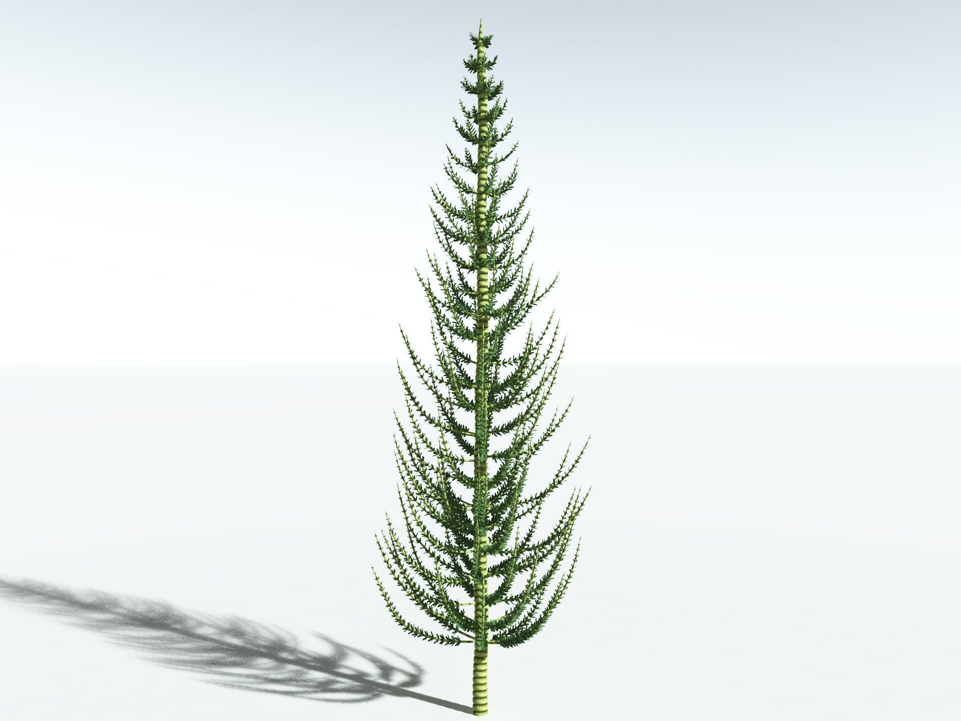 EVERYPlant Calamites Undulatus 3D model_20