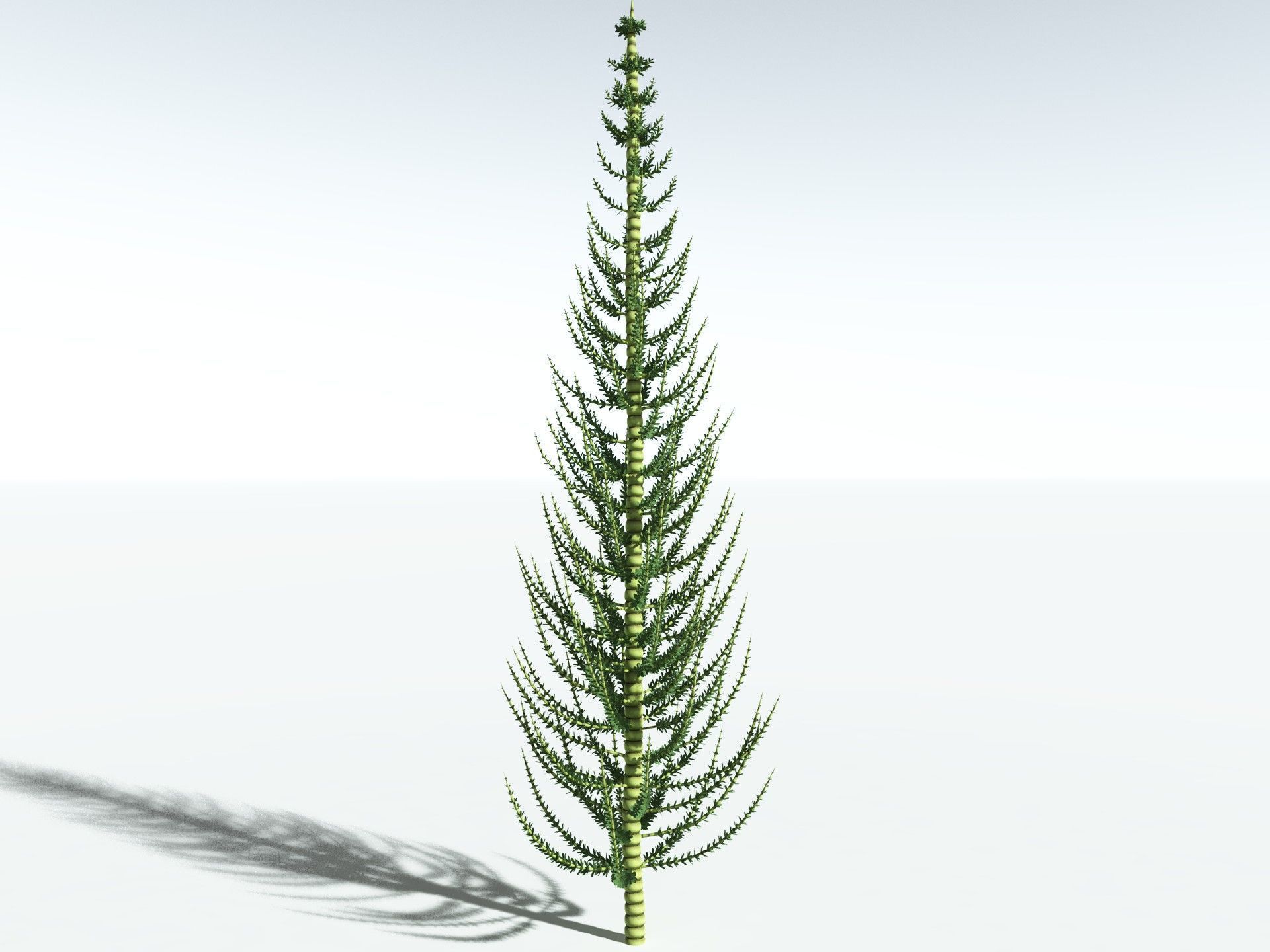 EVERYPlant Calamites Undulatus 3D model_2
