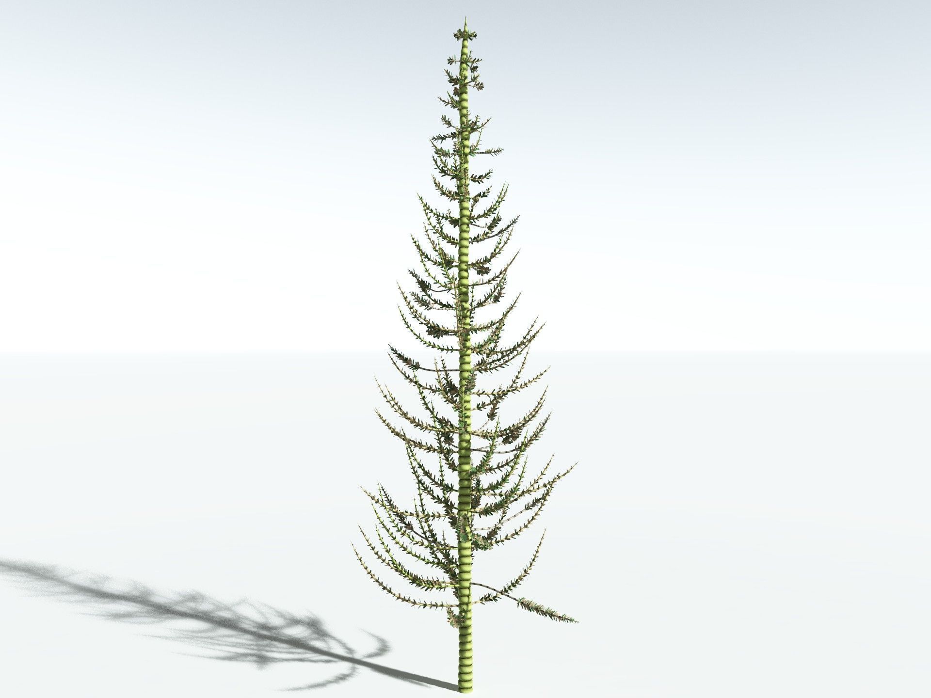 EVERYPlant Calamites Undulatus 3D model_14