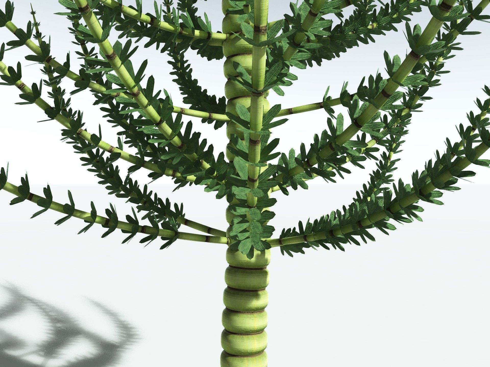 EVERYPlant Calamites Undulatus 3D model_21