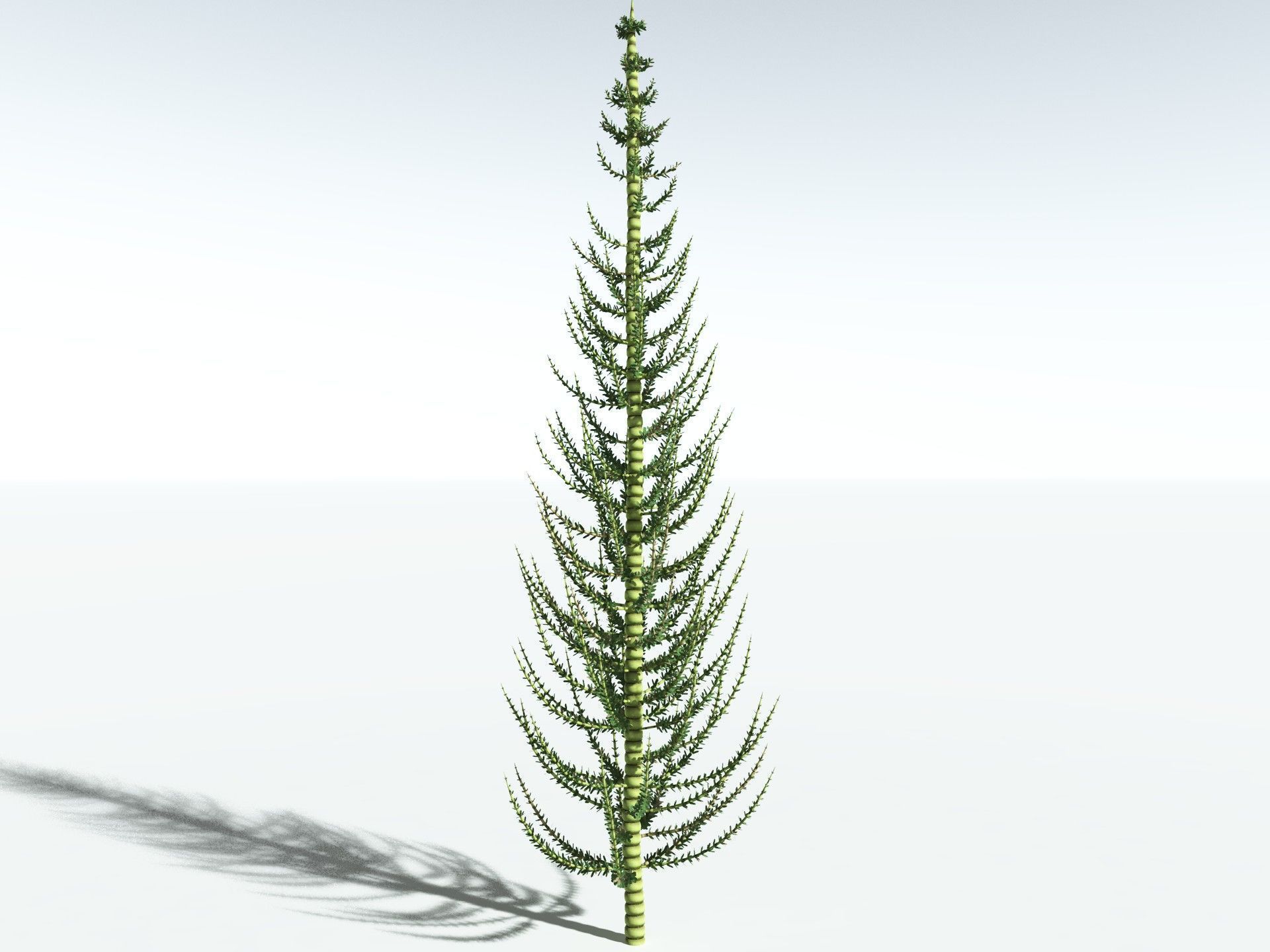 EVERYPlant Calamites Undulatus 3D model_12