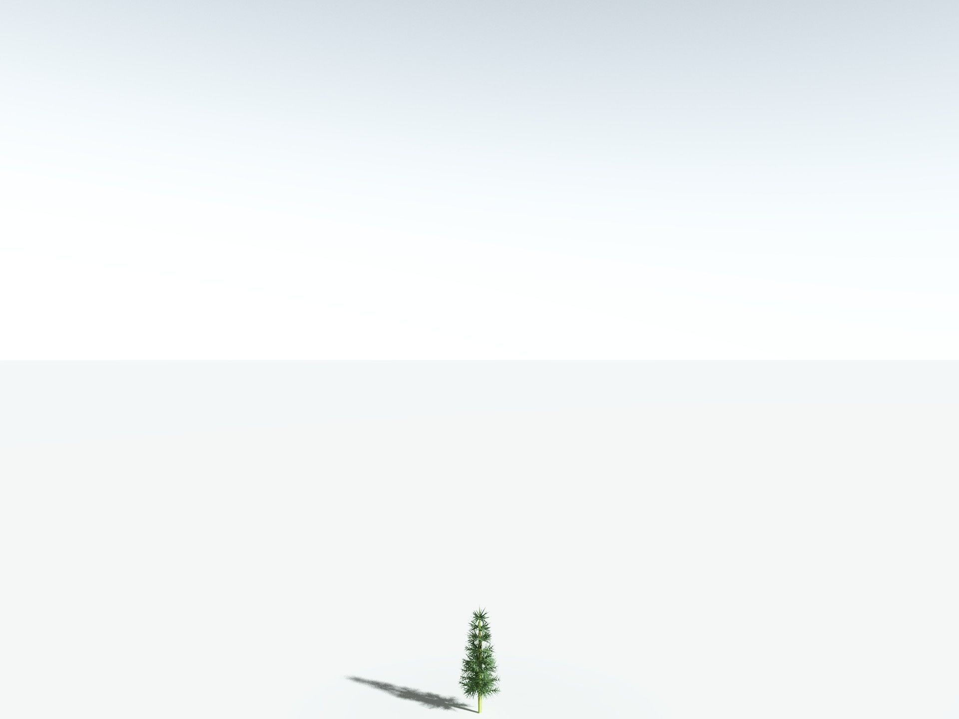 EVERYPlant Calamites Undulatus 3D model_31