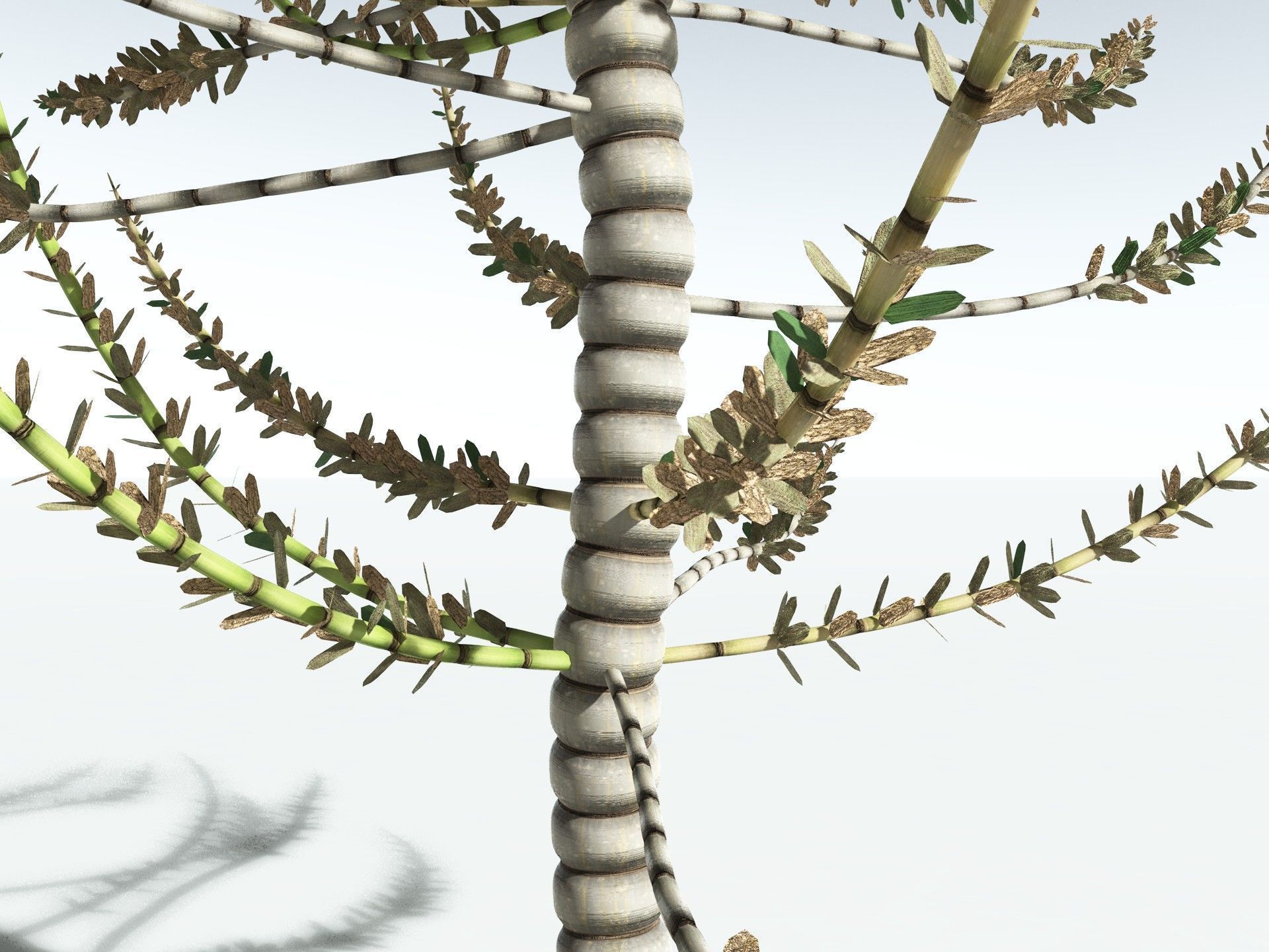 EVERYPlant Calamites Undulatus 3D model_17