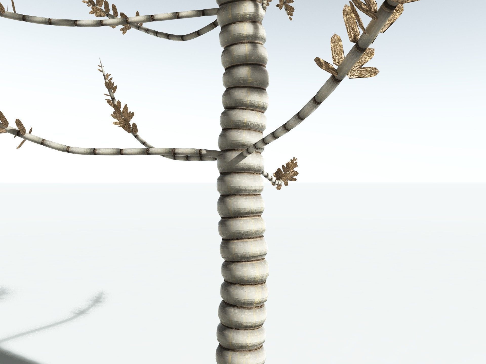 EVERYPlant Calamites Undulatus 3D model_19