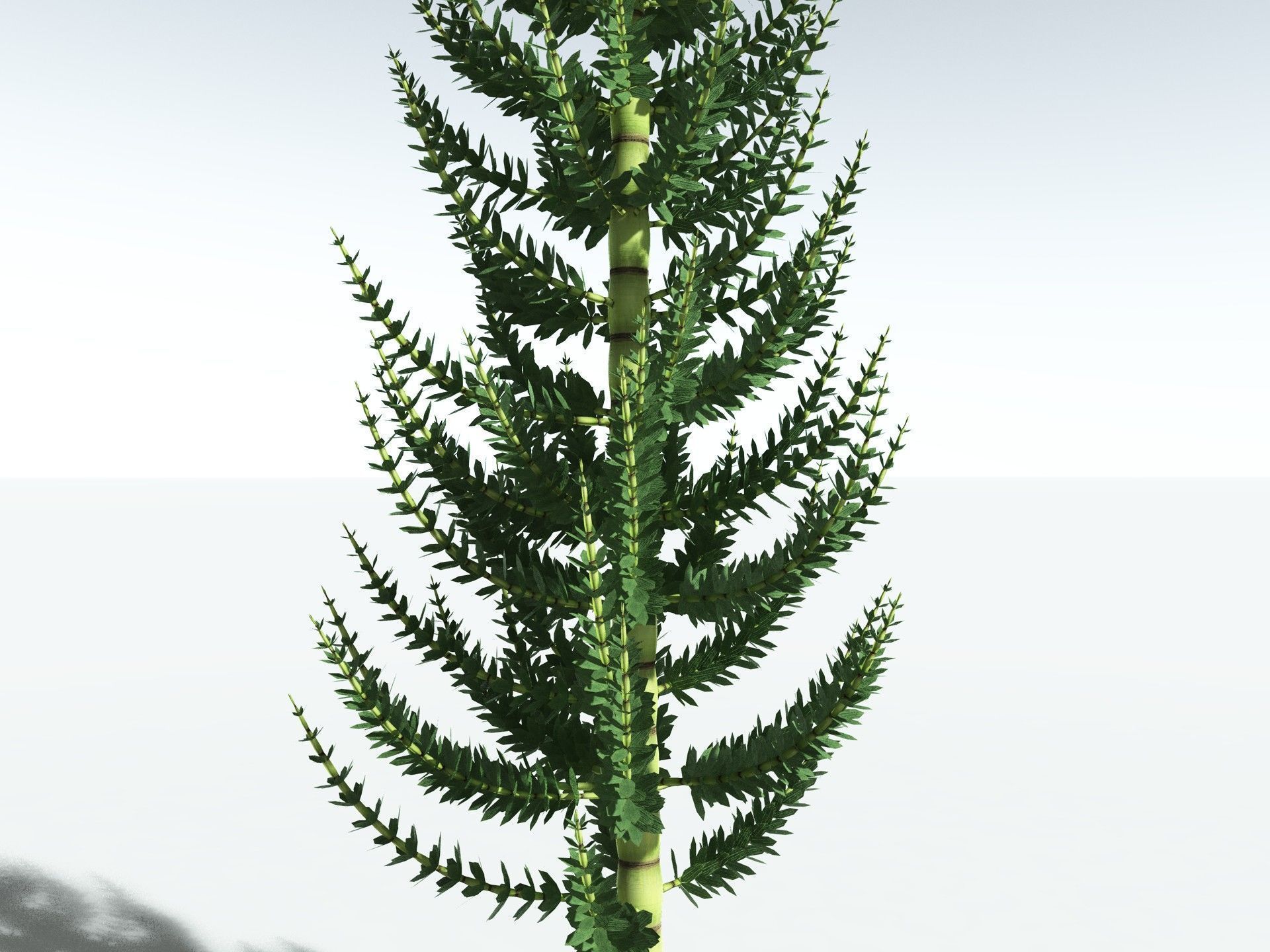 EVERYPlant Calamites Undulatus 3D model_25