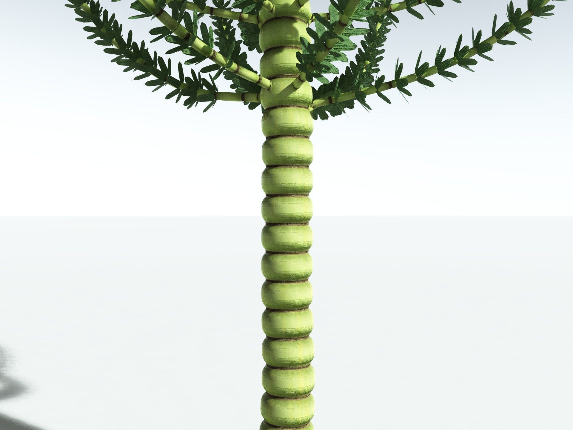 EVERYPlant Calamites Undulatus 3D model_9