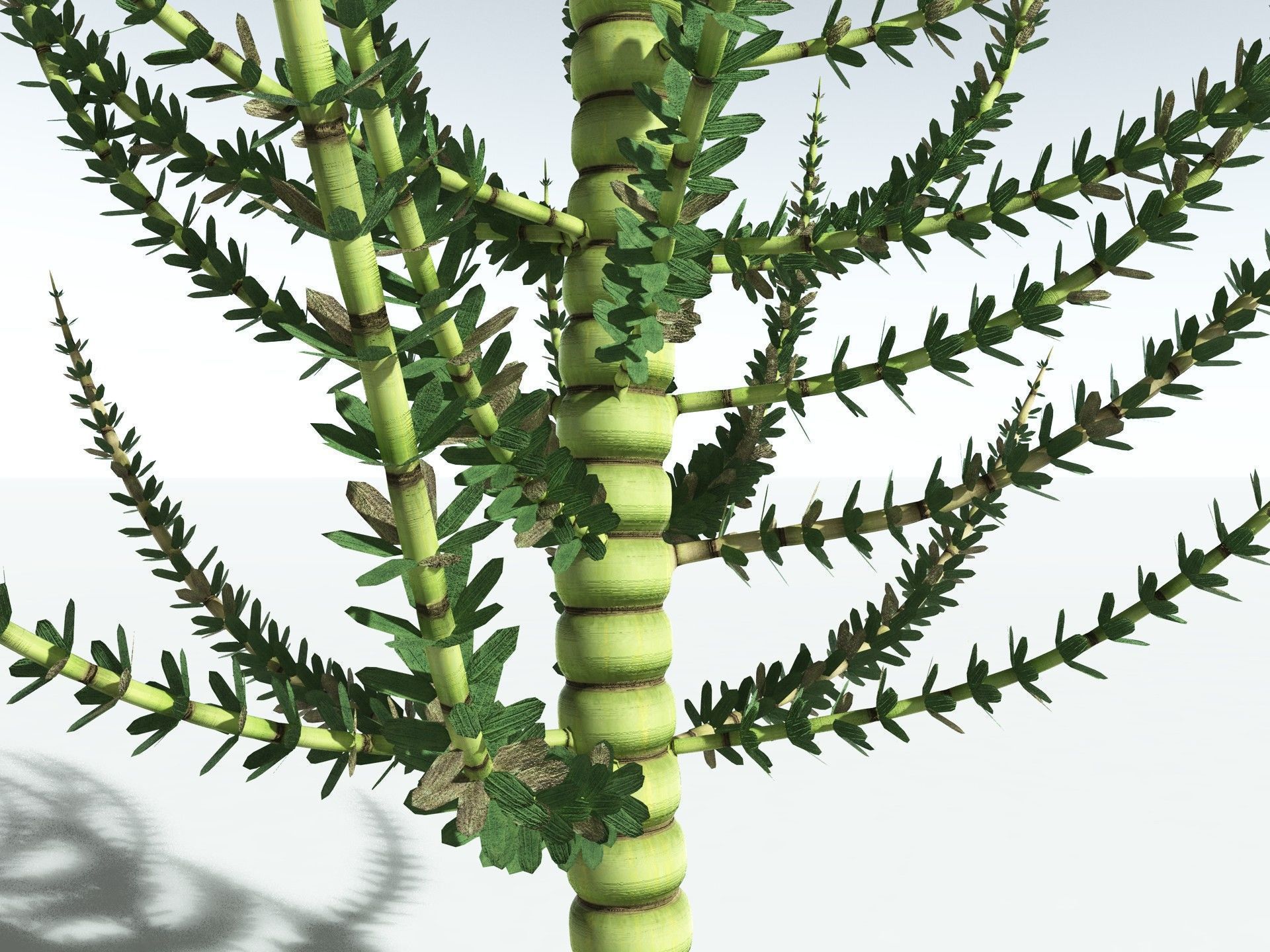 EVERYPlant Calamites Undulatus 3D model_13