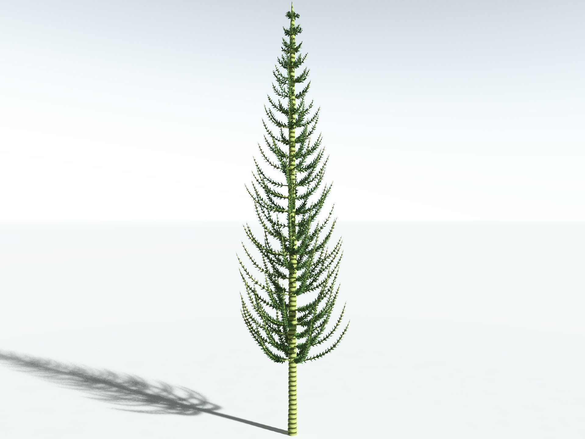 EVERYPlant Calamites Undulatus 3D model_8