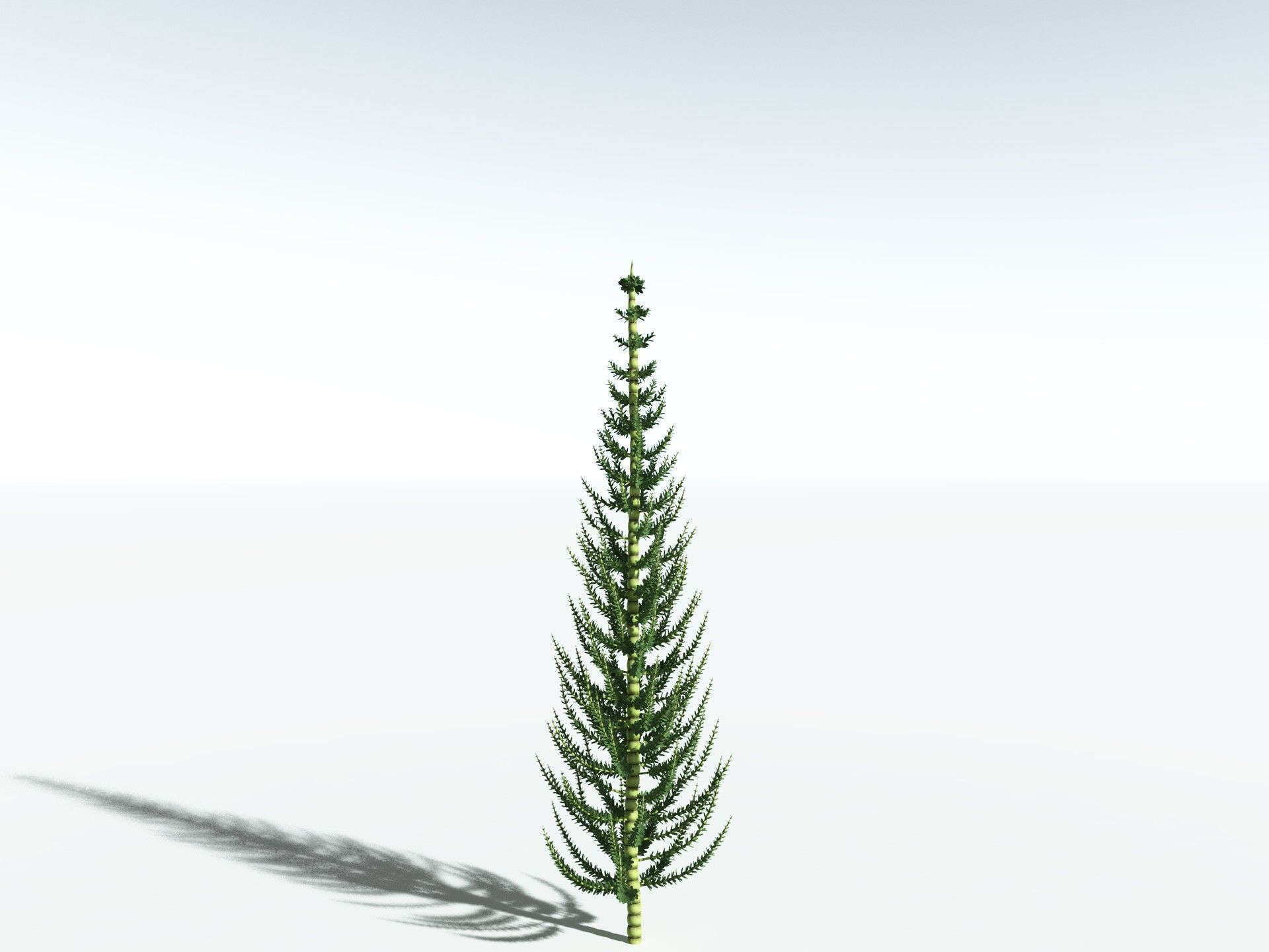 EVERYPlant Calamites Undulatus 3D model_22