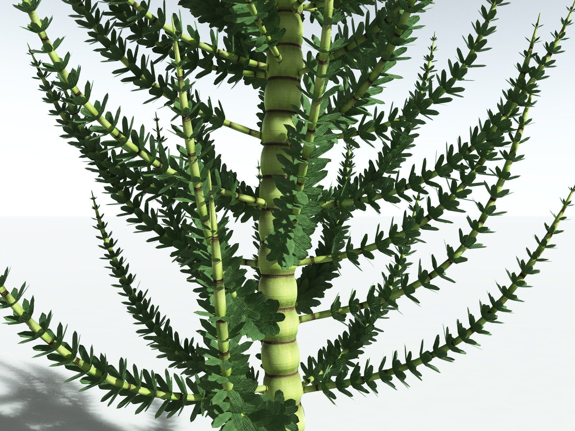 EVERYPlant Calamites Undulatus 3D model_23