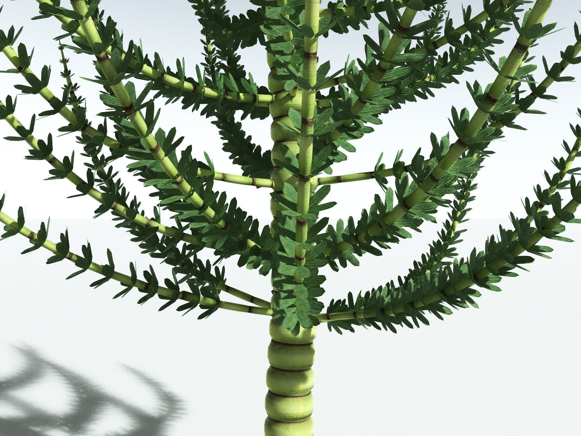 EVERYPlant Calamites Undulatus 3D model_1