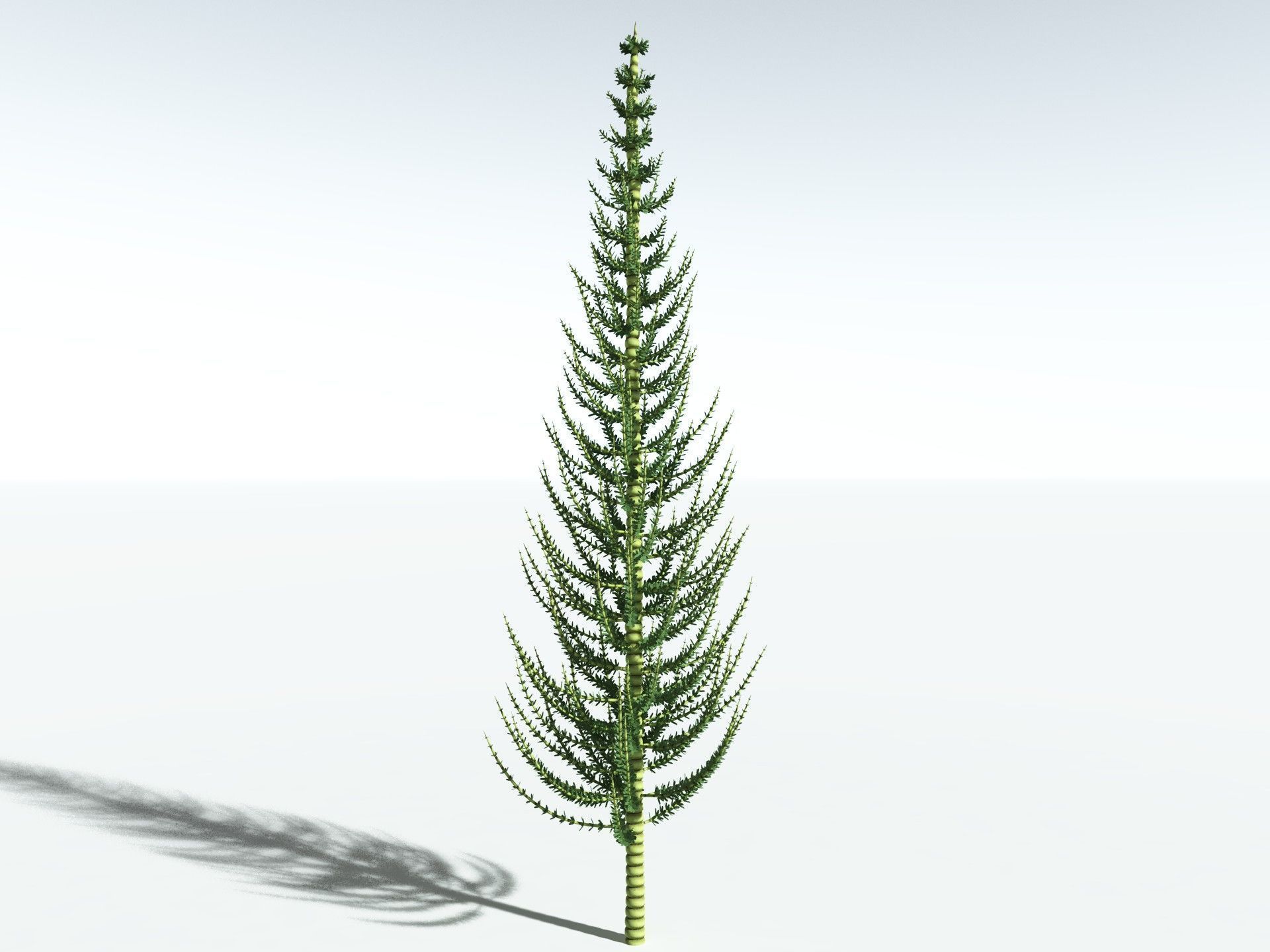EVERYPlant Calamites Undulatus 3D model_4