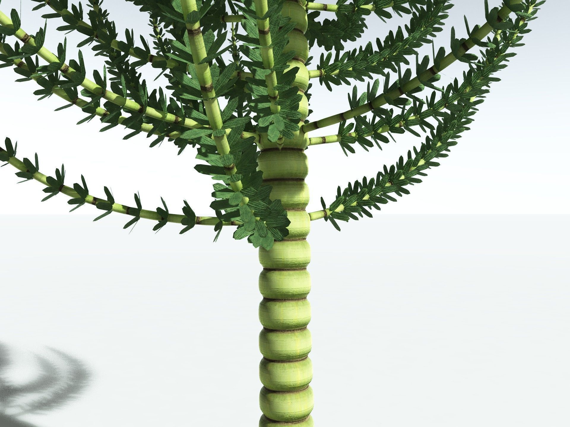 EVERYPlant Calamites Undulatus 3D model_5