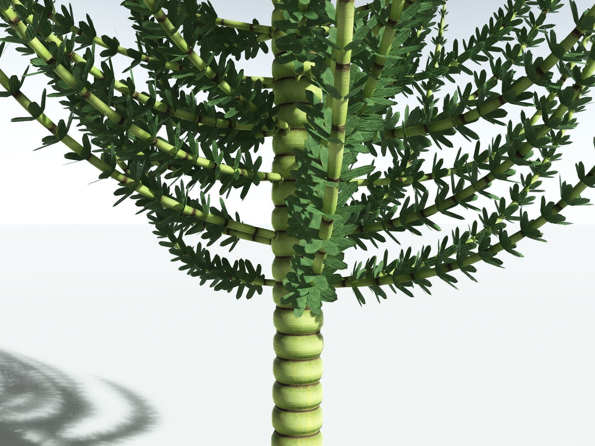 EVERYPlant Calamites Undulatus 3D model_7