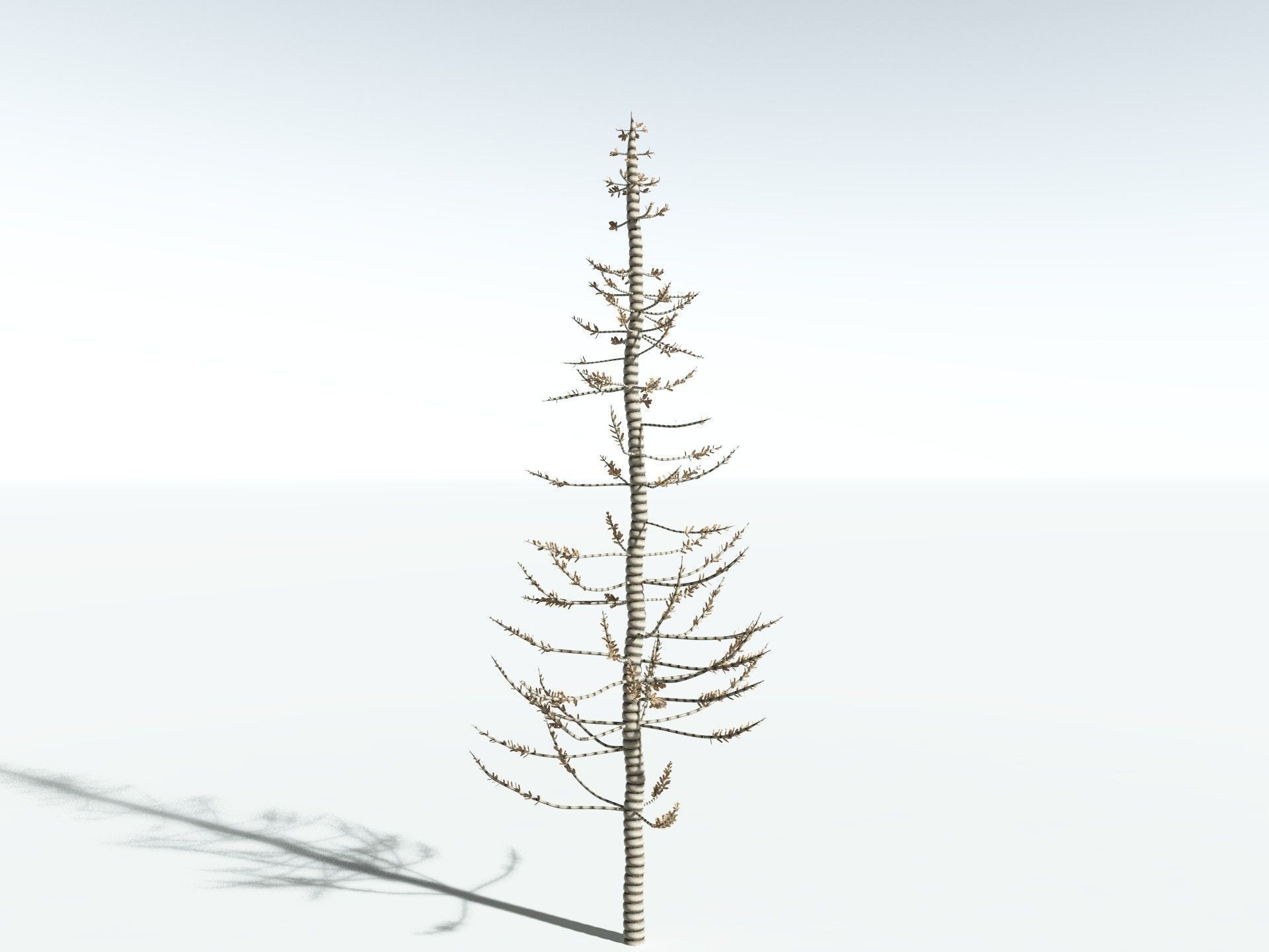 EVERYPlant Calamites Undulatus 3D model_18