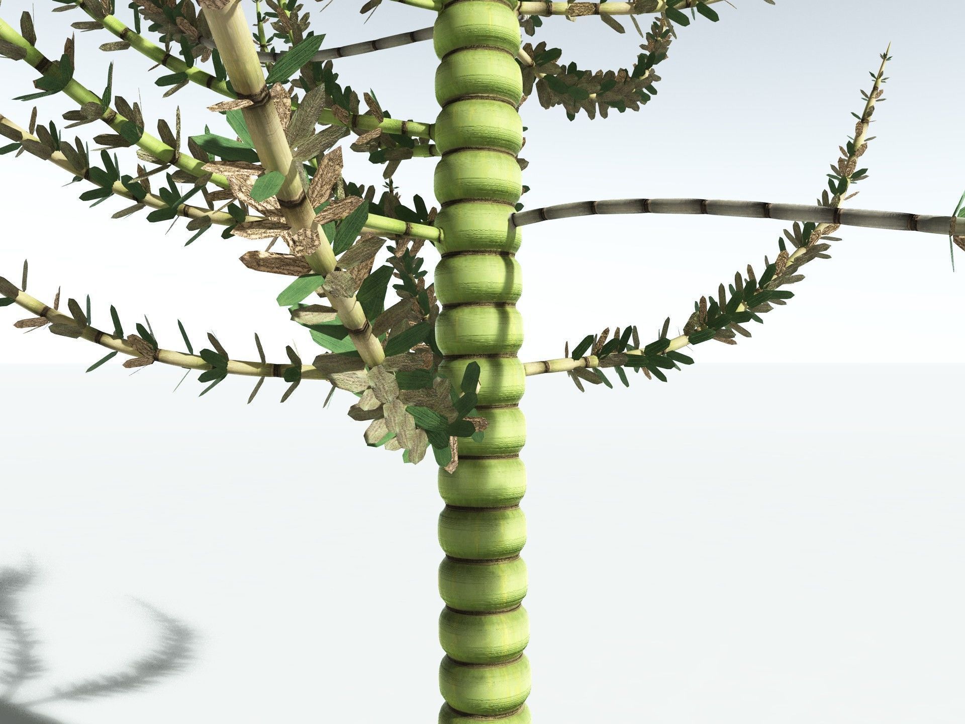 EVERYPlant Calamites Undulatus 3D model_15