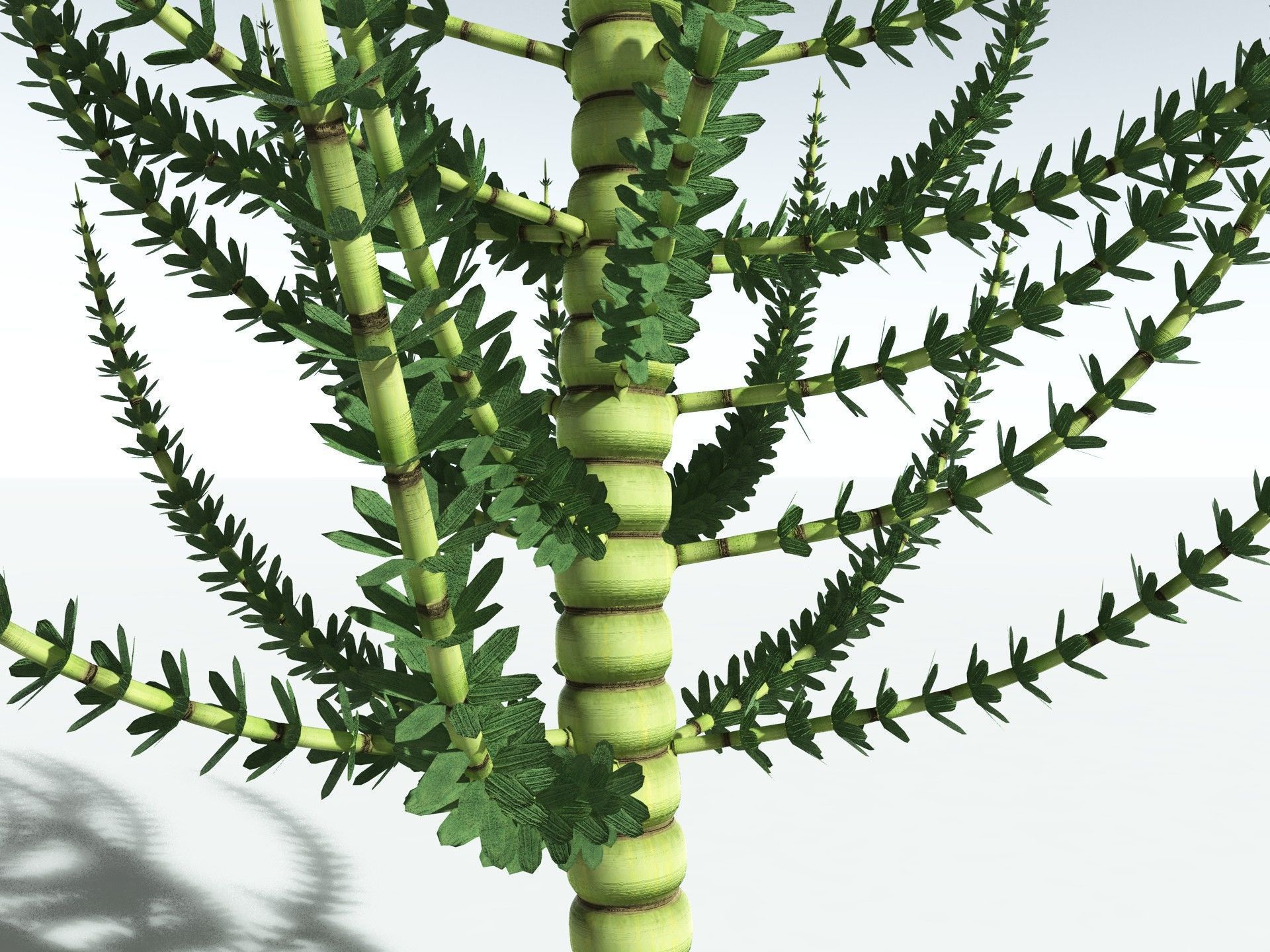 EVERYPlant Calamites Undulatus 3D model_3