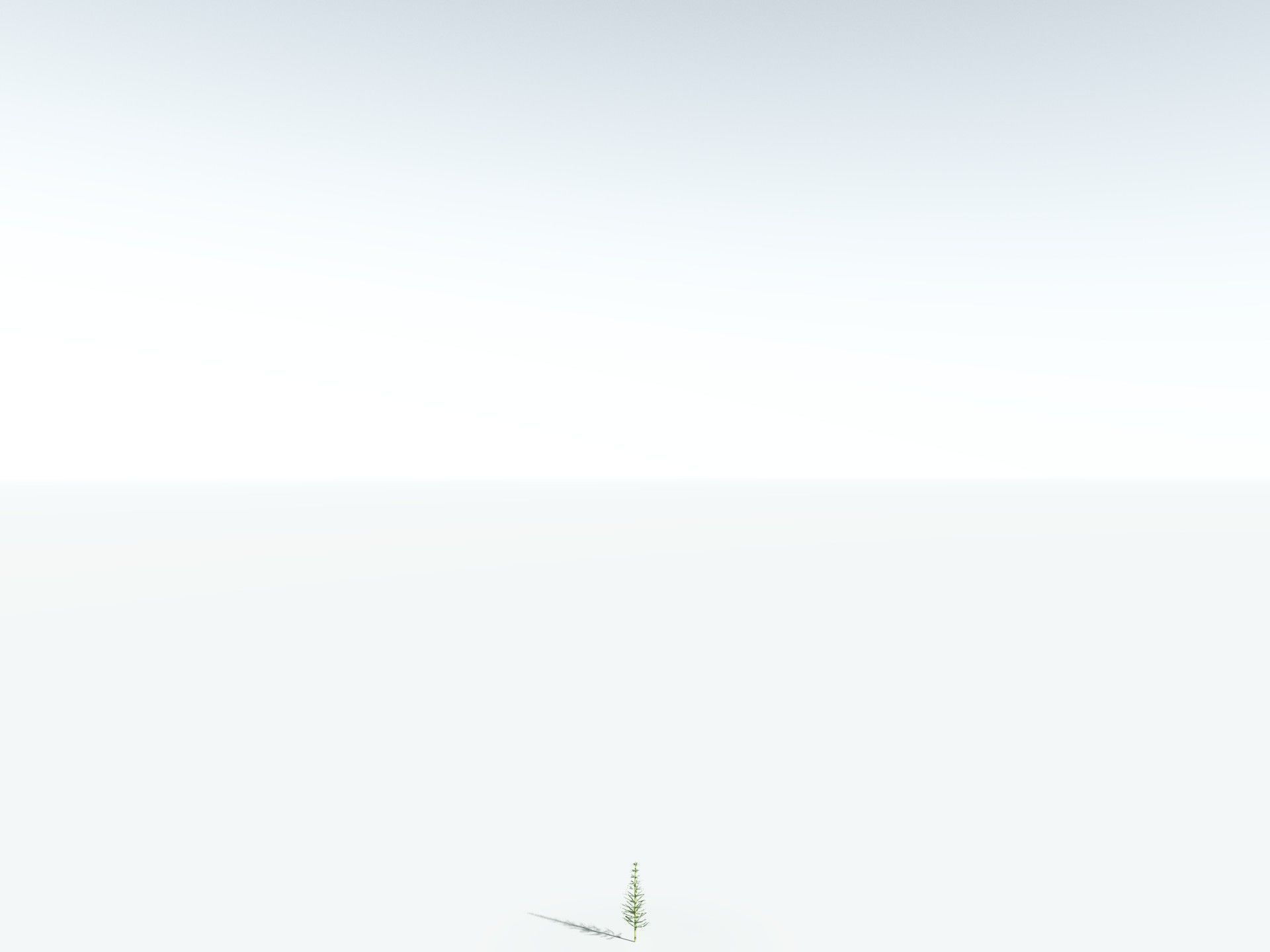 EVERYPlant Calamites Undulatus 3D model_26