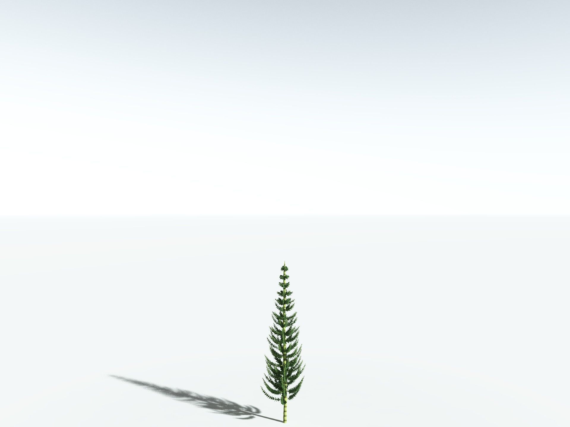 EVERYPlant Calamites Undulatus 3D model_24