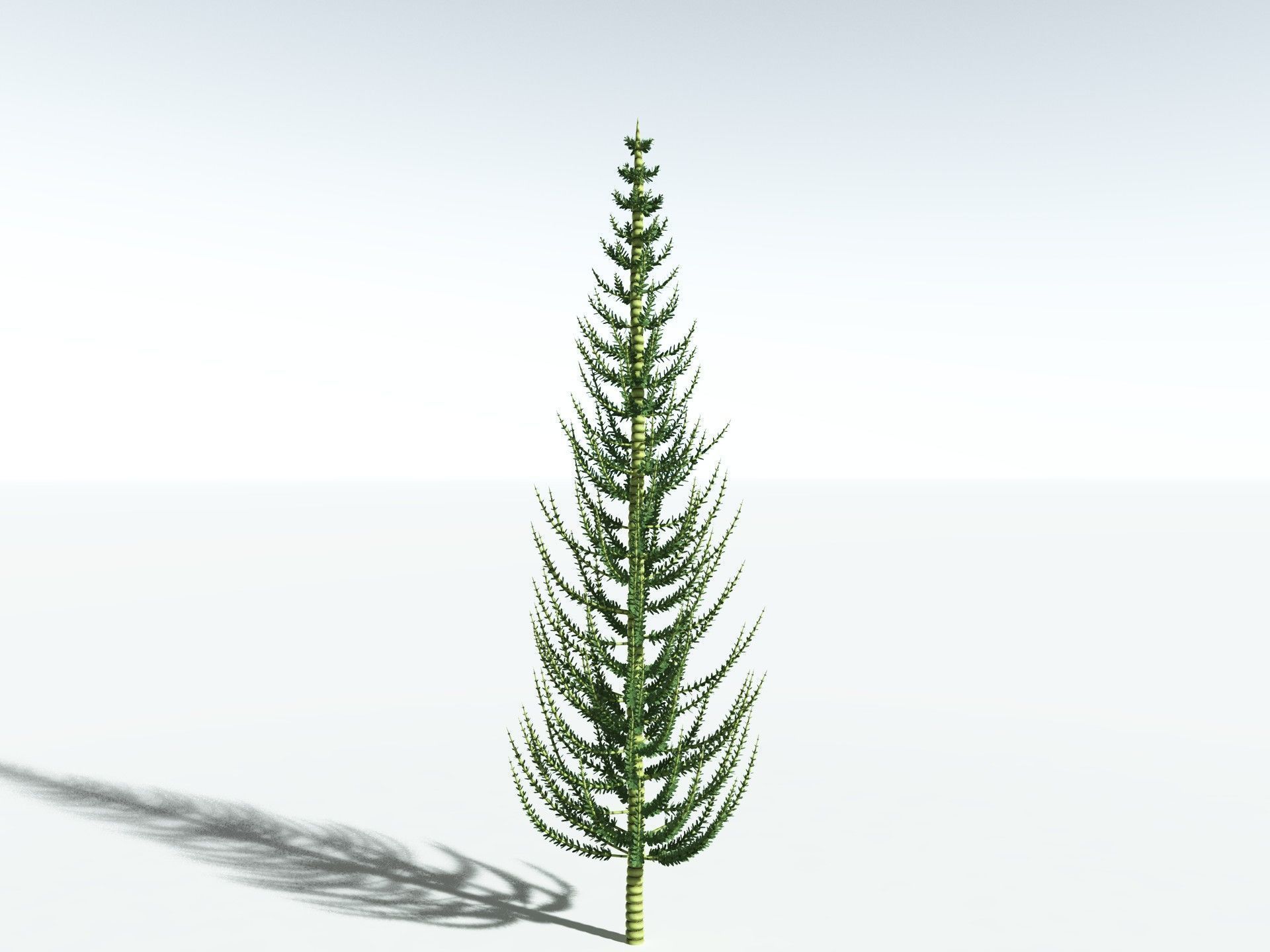 EVERYPlant Calamites Undulatus 3D model_10