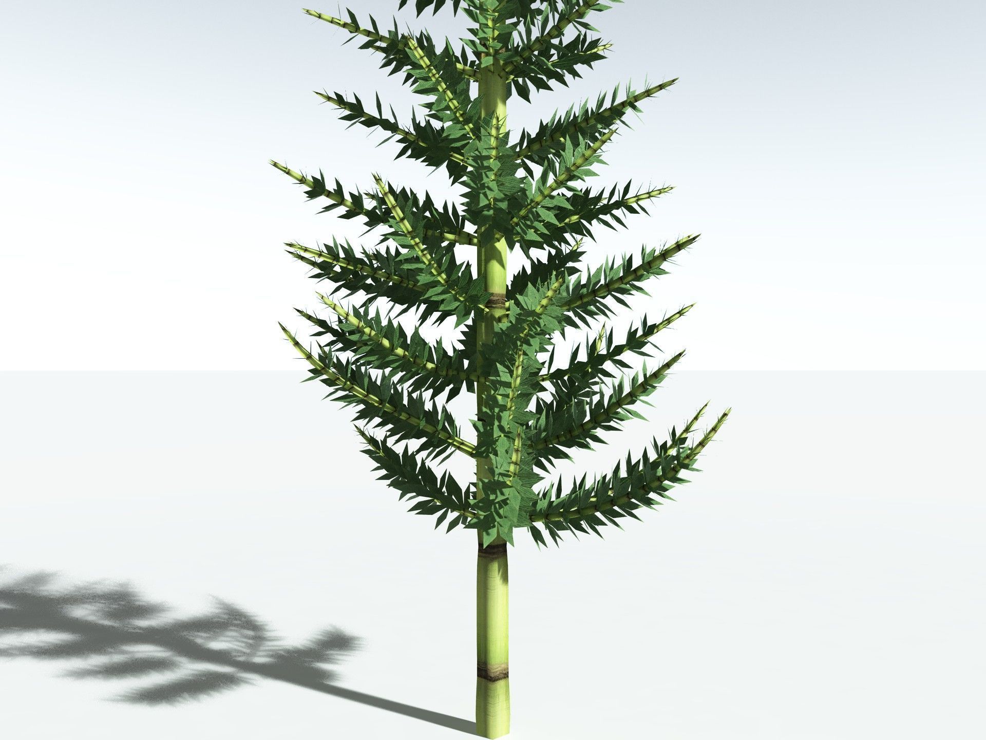 EVERYPlant Calamites Undulatus 3D model_27