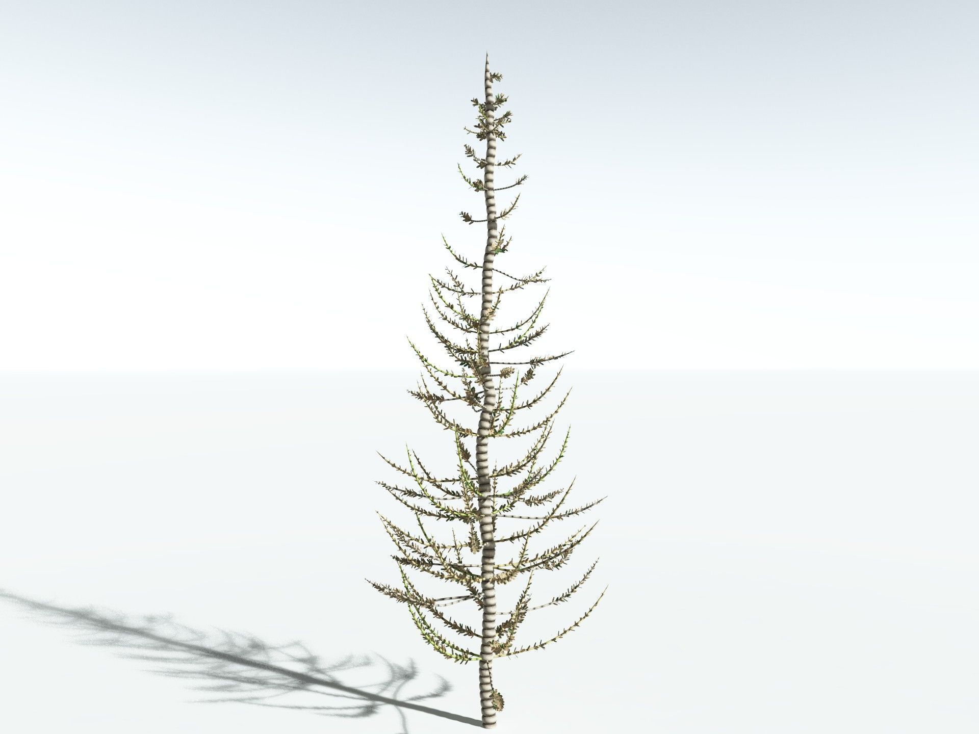 EVERYPlant Calamites Undulatus 3D model_16
